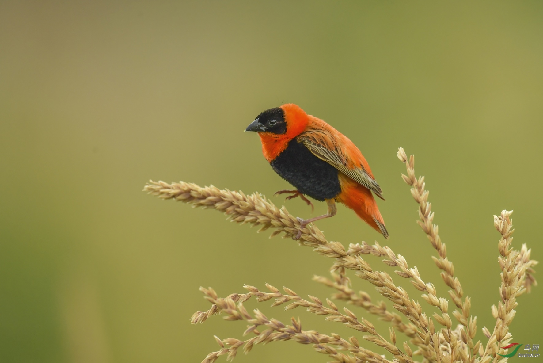 呆萌橙巧织鸟祝贺图1荣获首页鸟类精华
