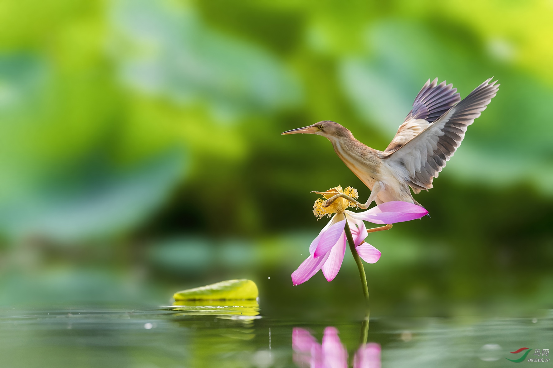 腳踏蓮花