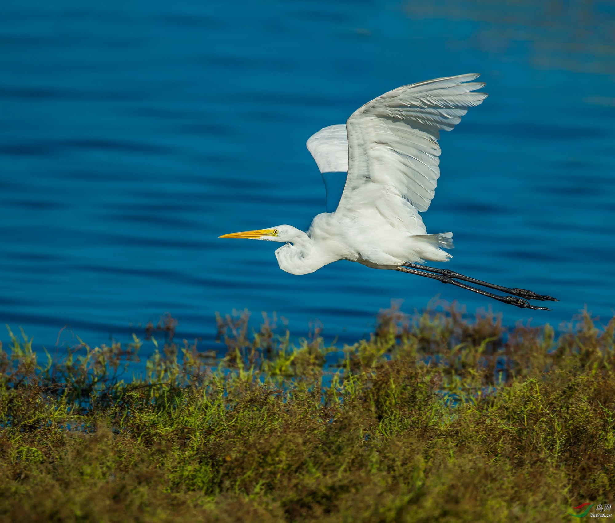 北戴河湿地拍鸟季正式拉开大白鹭