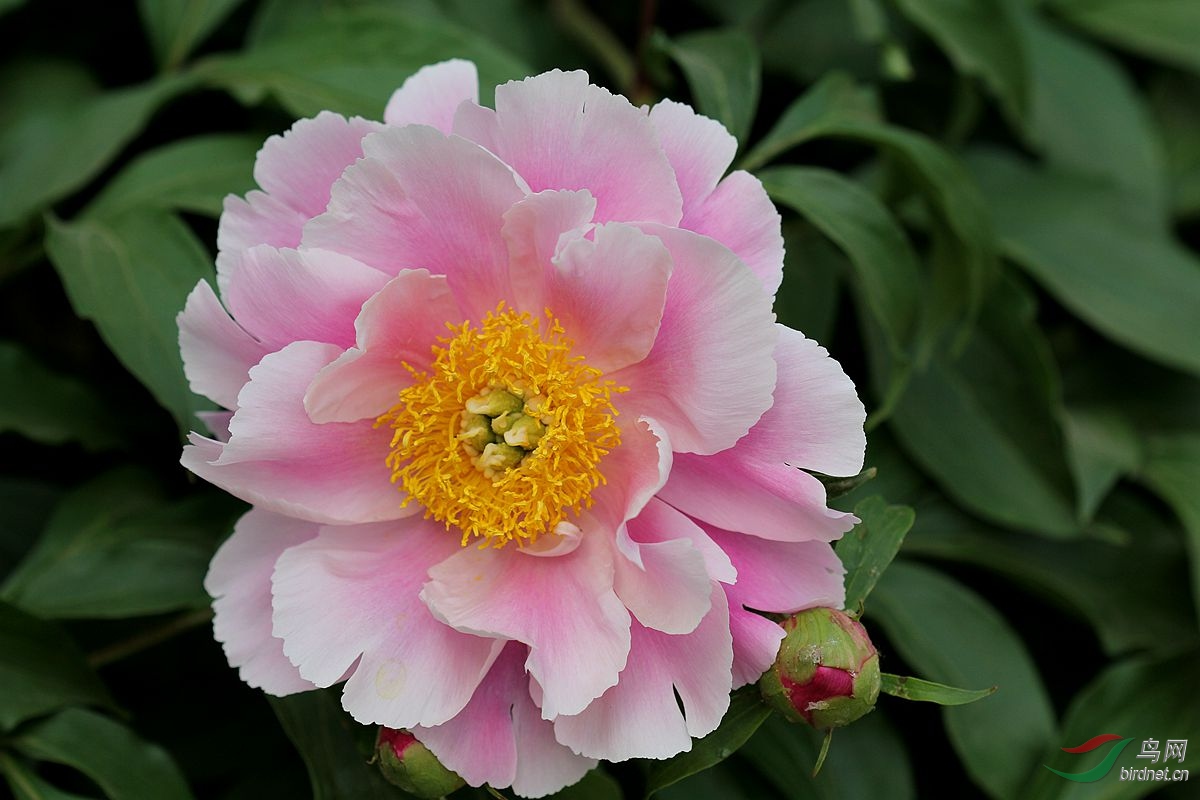 芍药