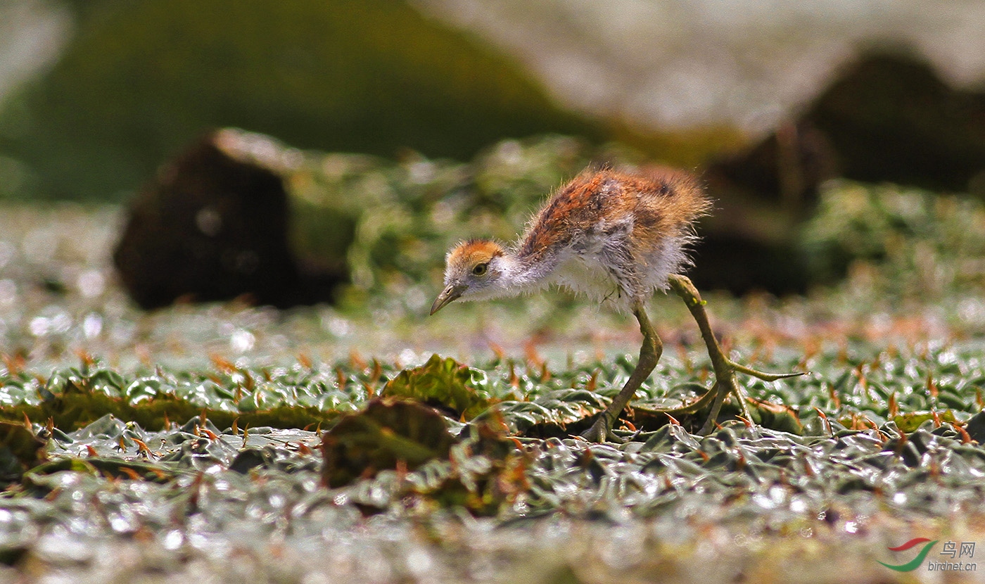 水雉幼崽