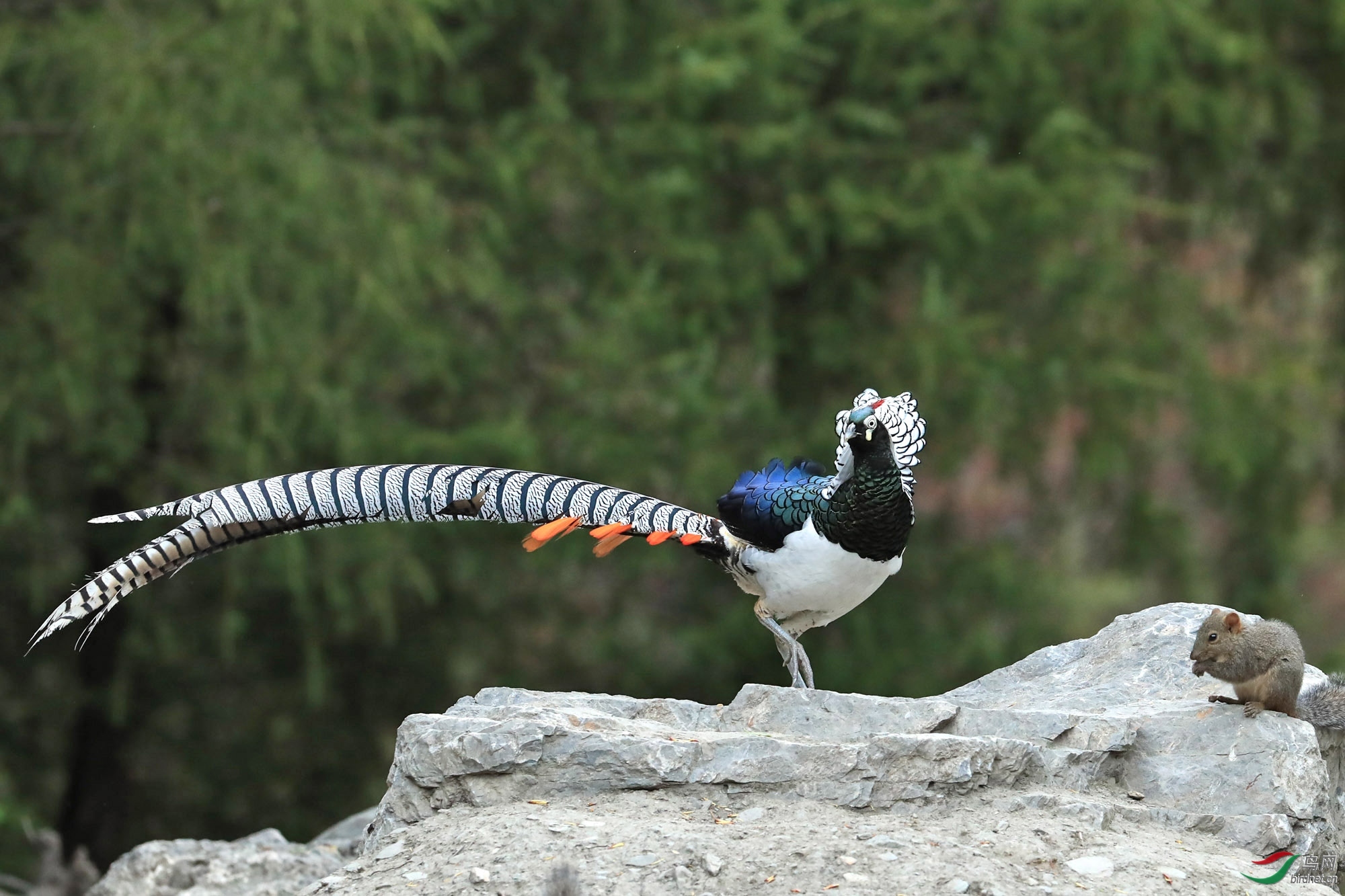 2018年四川版获首页每日一图,鸟类精华集锦～下半年《之三》