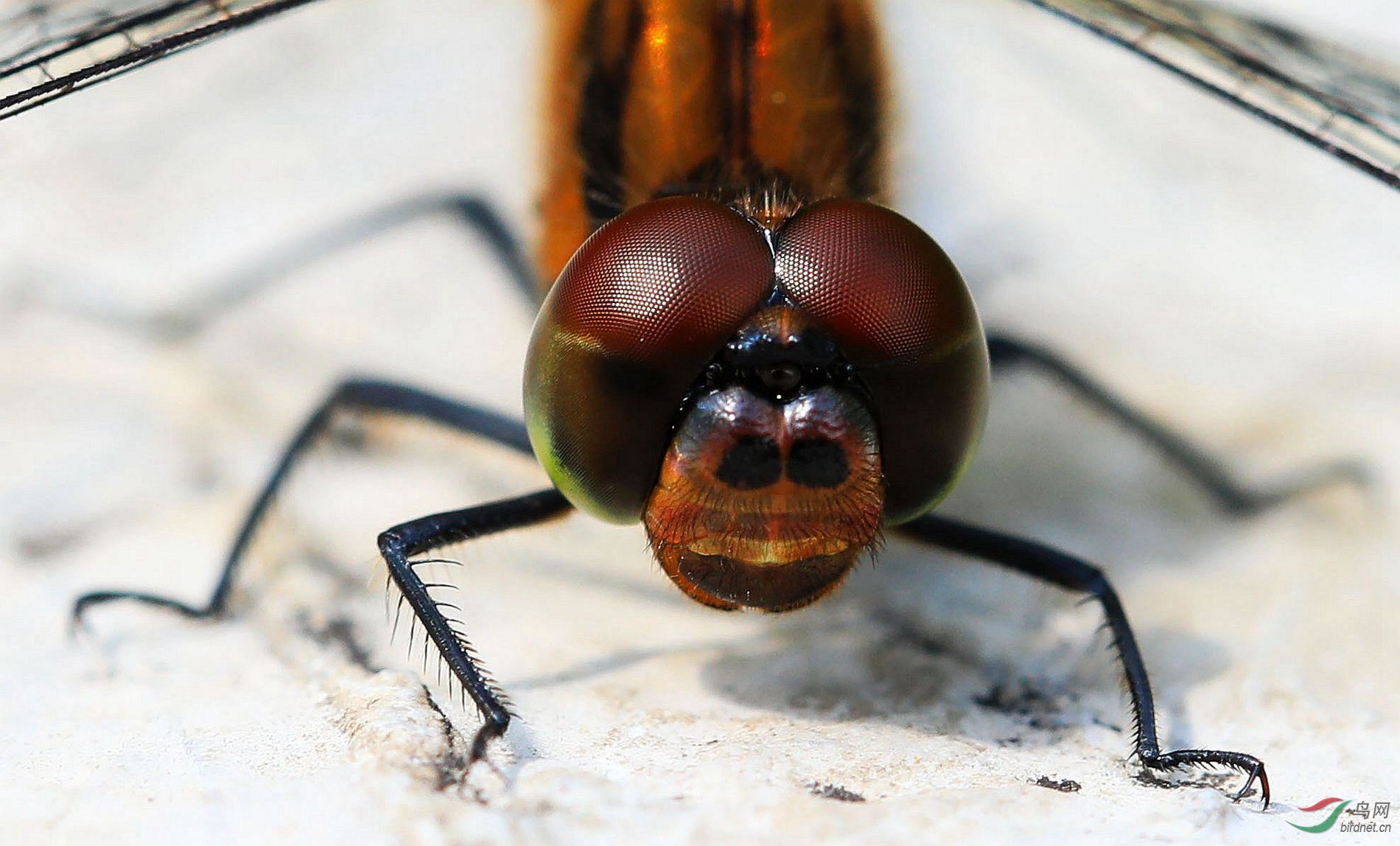 红蜻蜓昆虫的微观世界