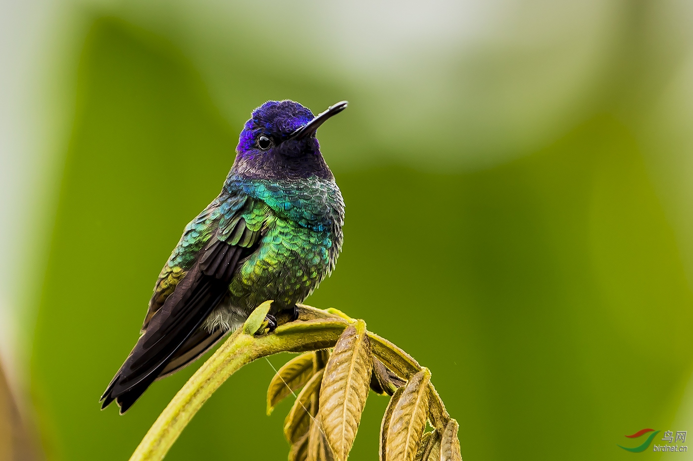 金尾蜂鸟(祝贺荣获鸟类精华)