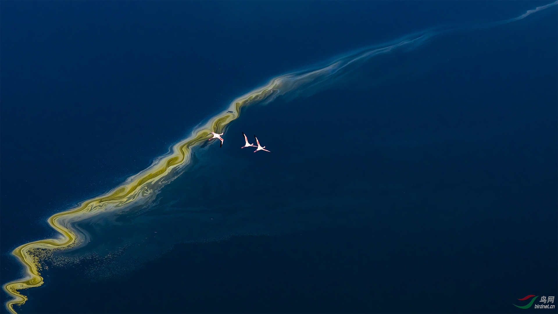 韵律马加迪湖上的火烈鸟祝贺佳作荣获鸟类精华