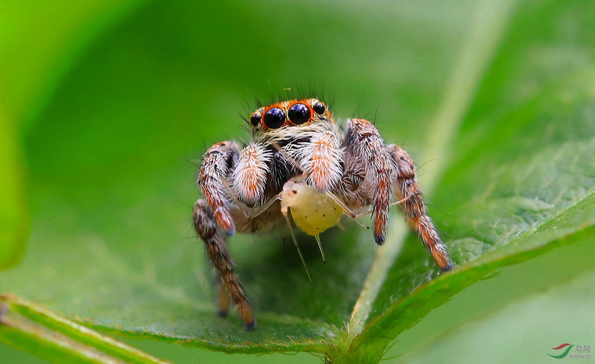 蝇虎跳蛛昆虫微世界
