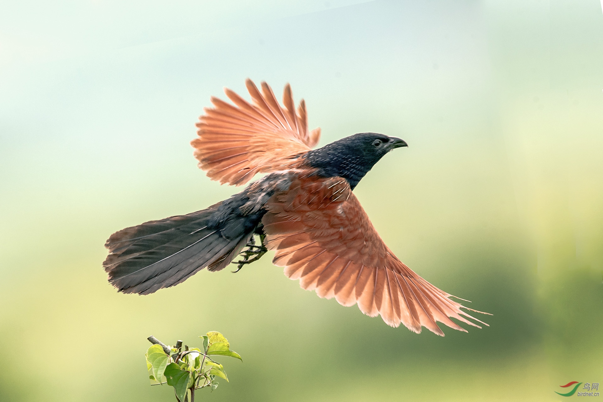 小鸦鹃 - 山西版 shanxi 鸟网