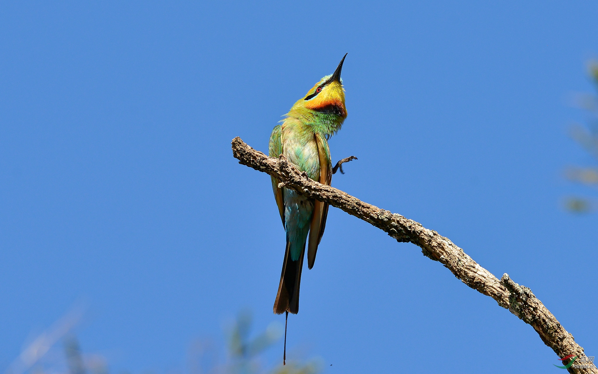 搔到痒处真舒服澳洲彩虹蜂虎