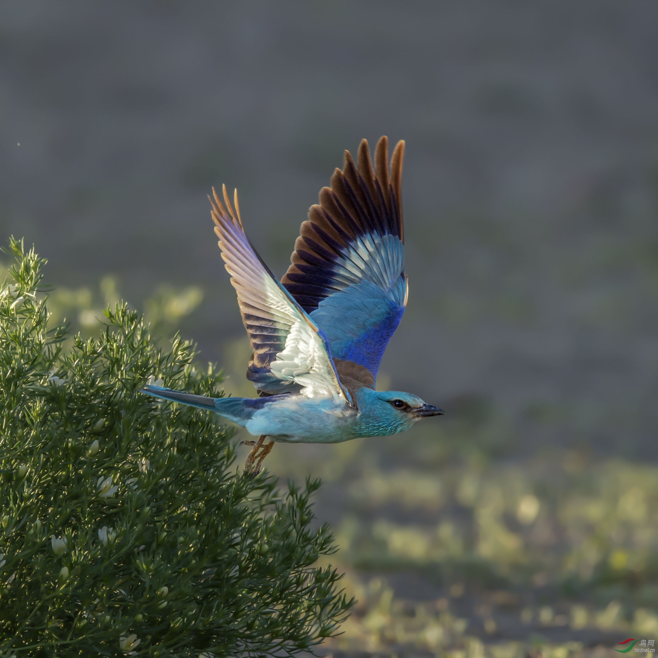 起飞- 山西版 shanxi 鸟网