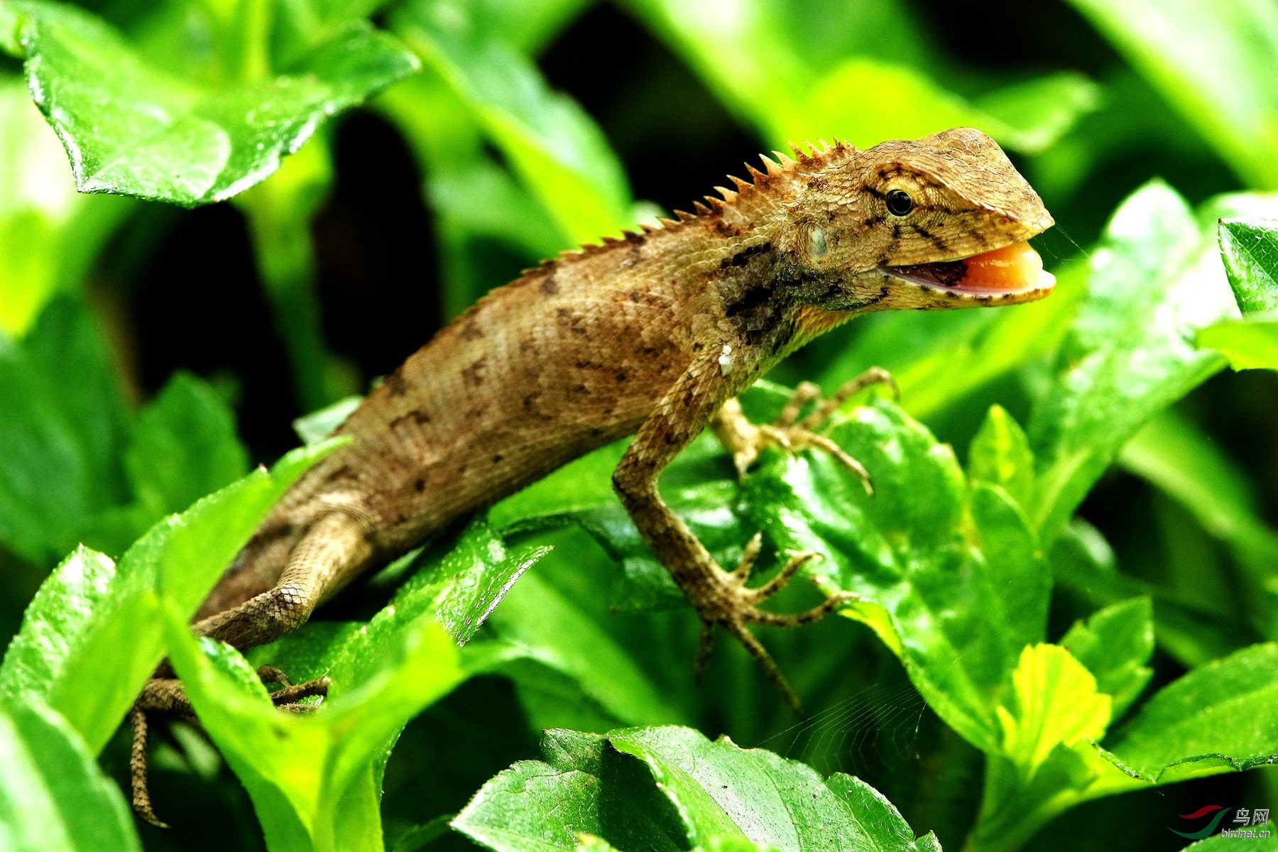 变色龙 - 海南版 hainan 鸟网