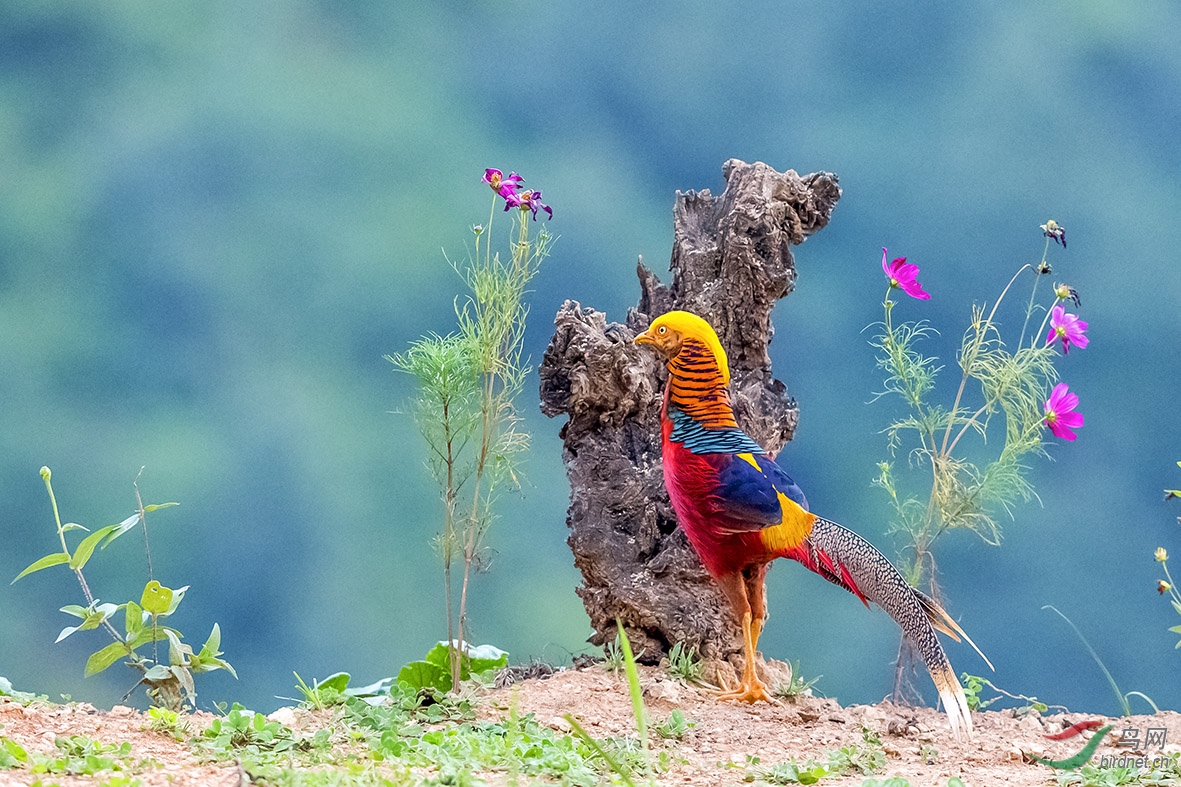 8月甘山拍摄的红腹锦鸡