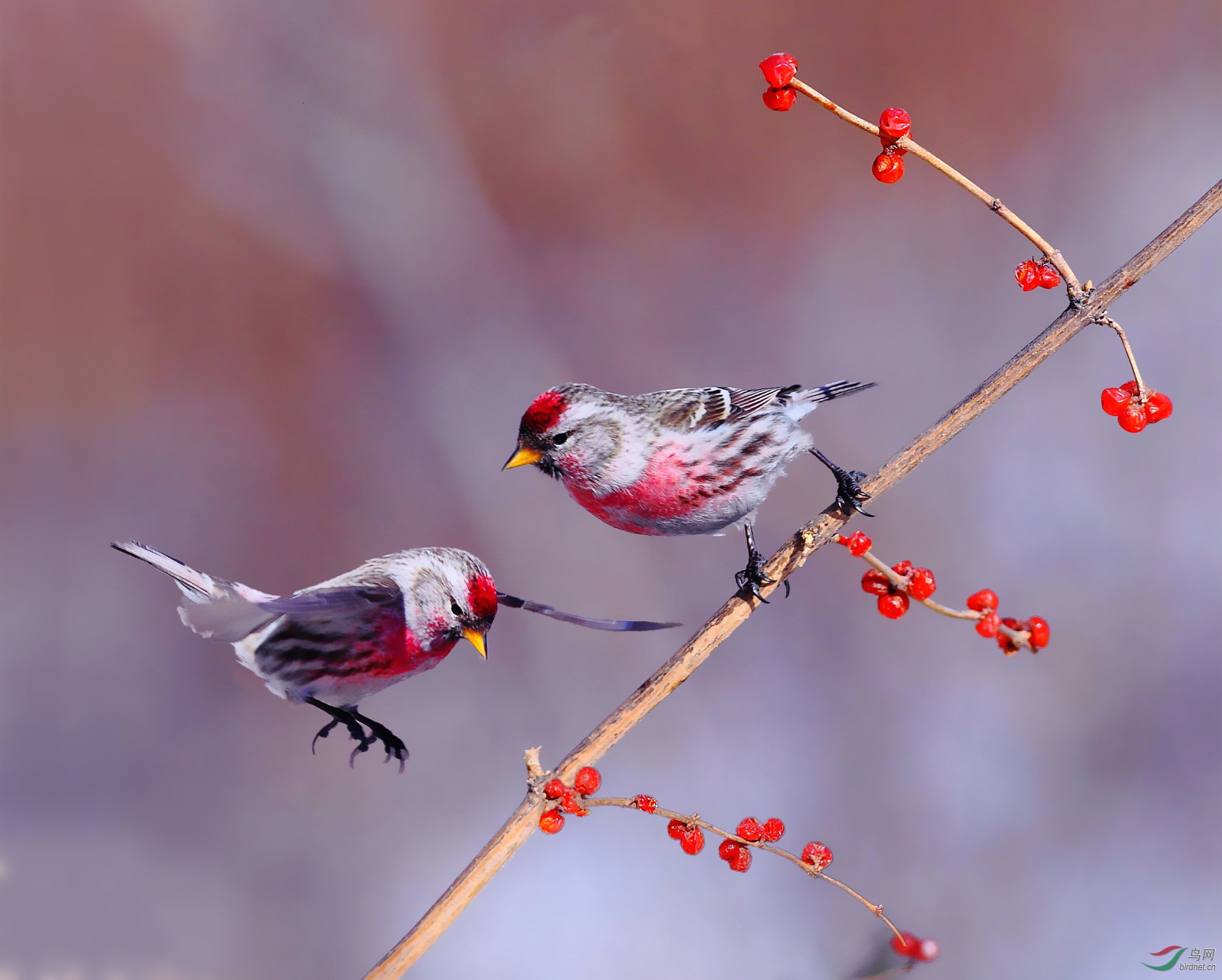 冬天的北朱雀 - 云南版 yunnan 鸟网