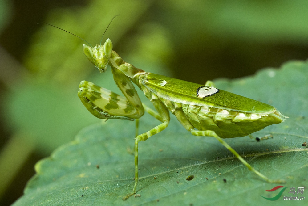 69 俱乐部区 69 秘境弄岗 69 丽眼斑螳     丽眼斑螳属于螳螂目