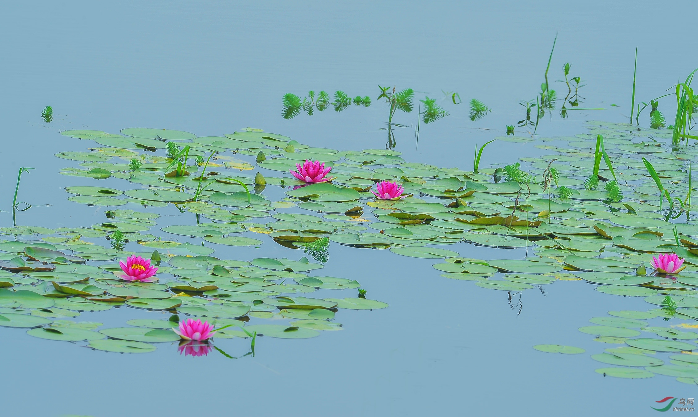 图文  / 隆迪              幽幽池塘静曼妙