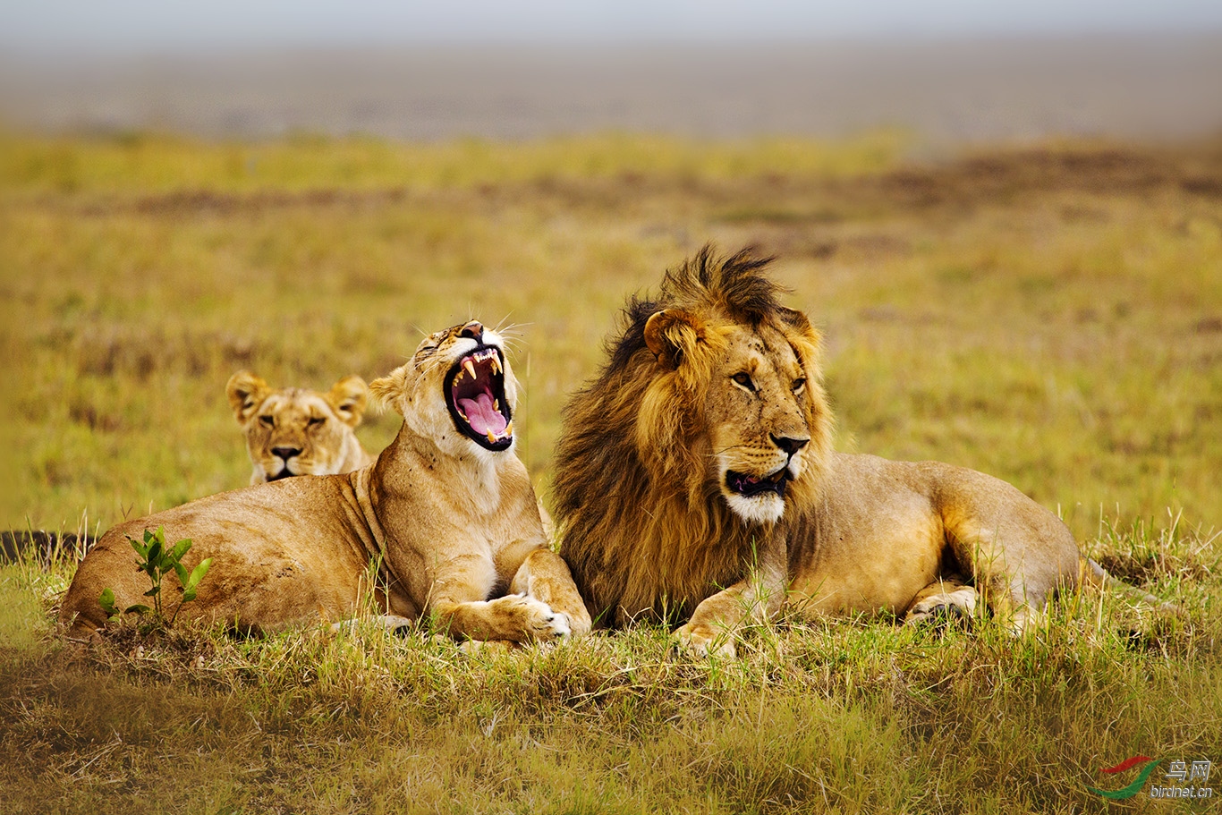 狮牙咧嘴祝贺荣获首页精华