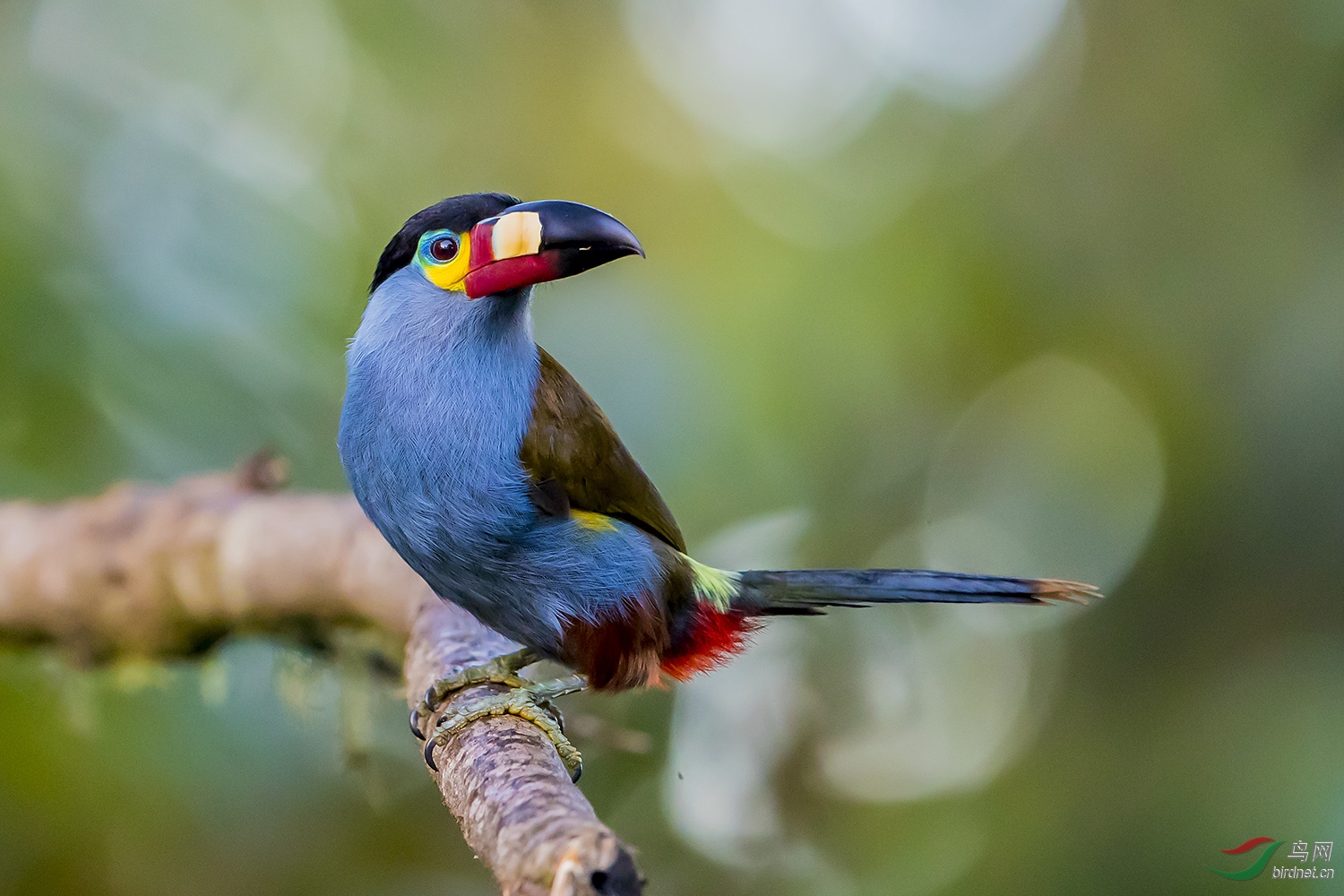扁嘴山巨嘴鸟~~~贺图获《首页鸟类精华》