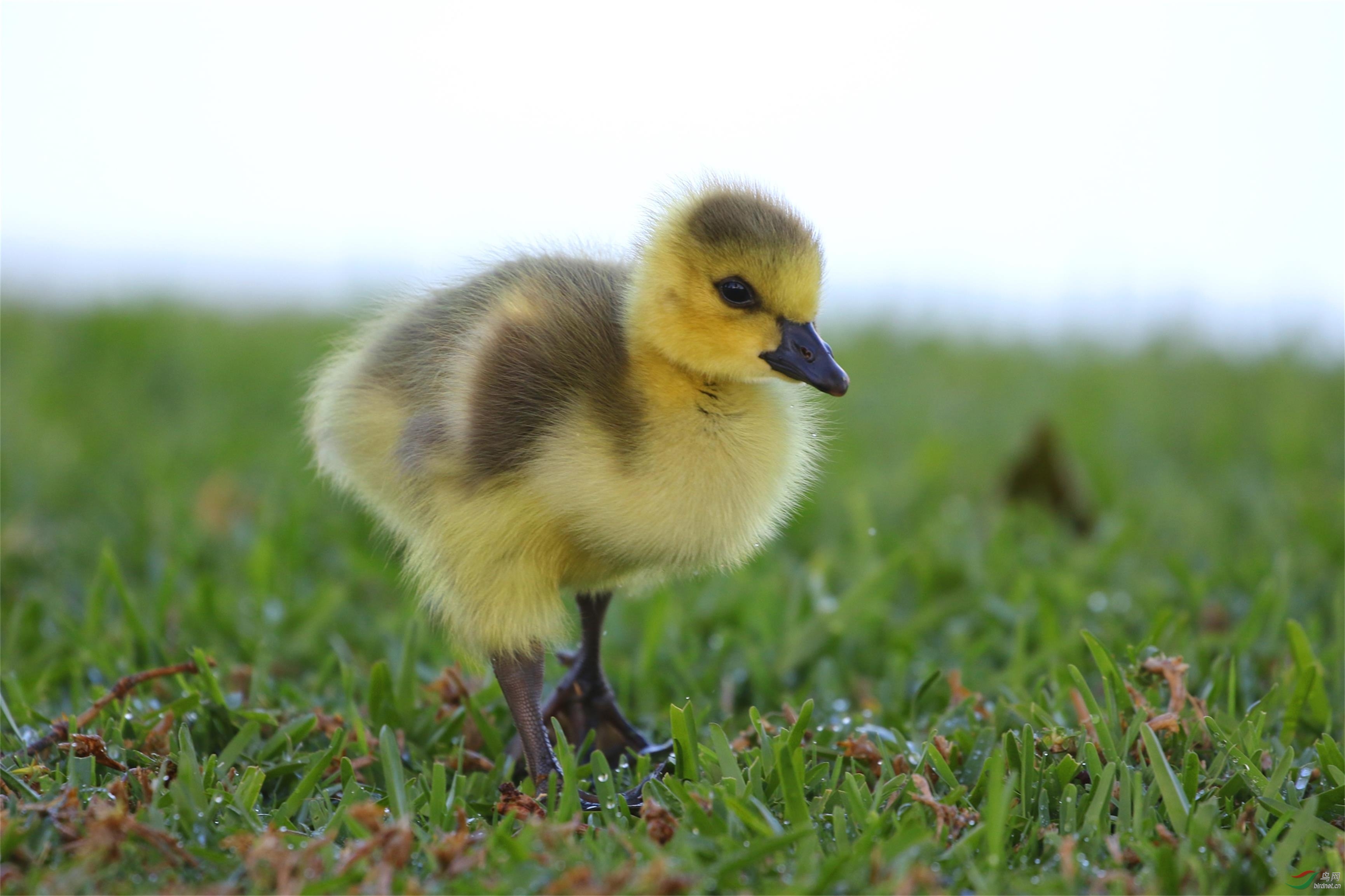 加拿大鹅雏鸟