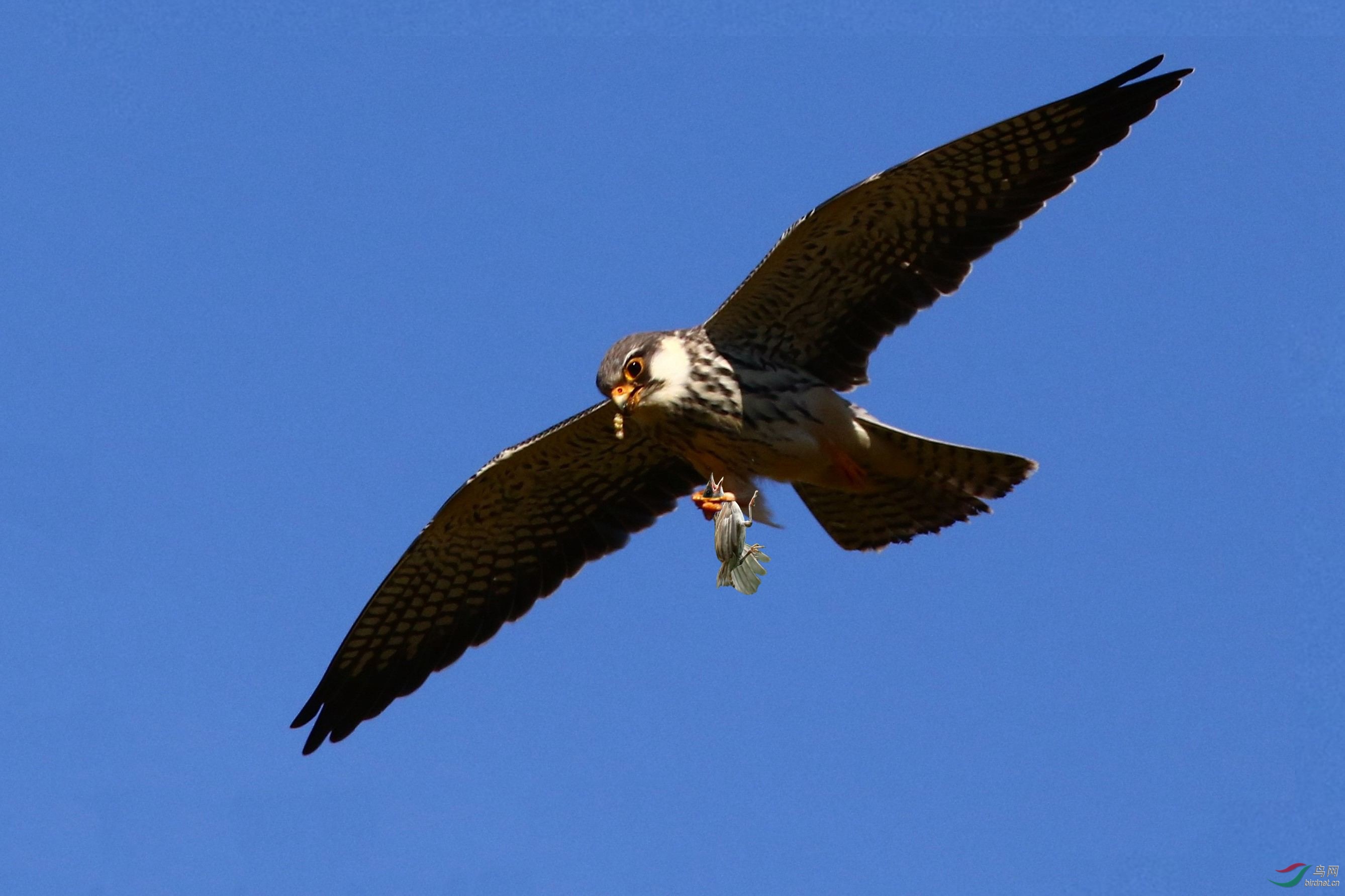 阿莫尔隼抓麻雀