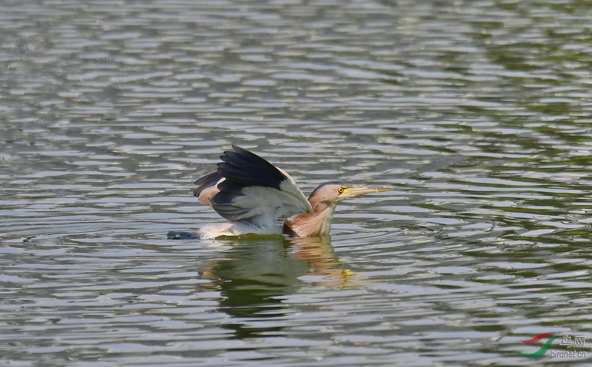 _DSC8704a.JPG