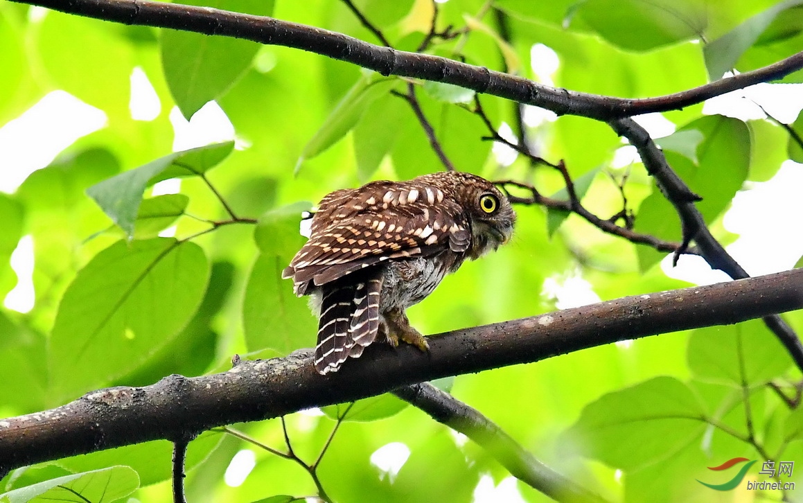 DSC_9379a.JPG