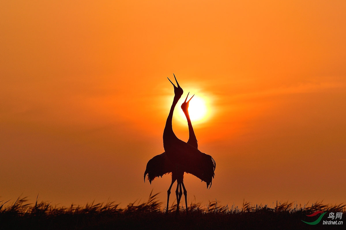 鹤立夕阳红(祝贺荣获首页鸟类精华)