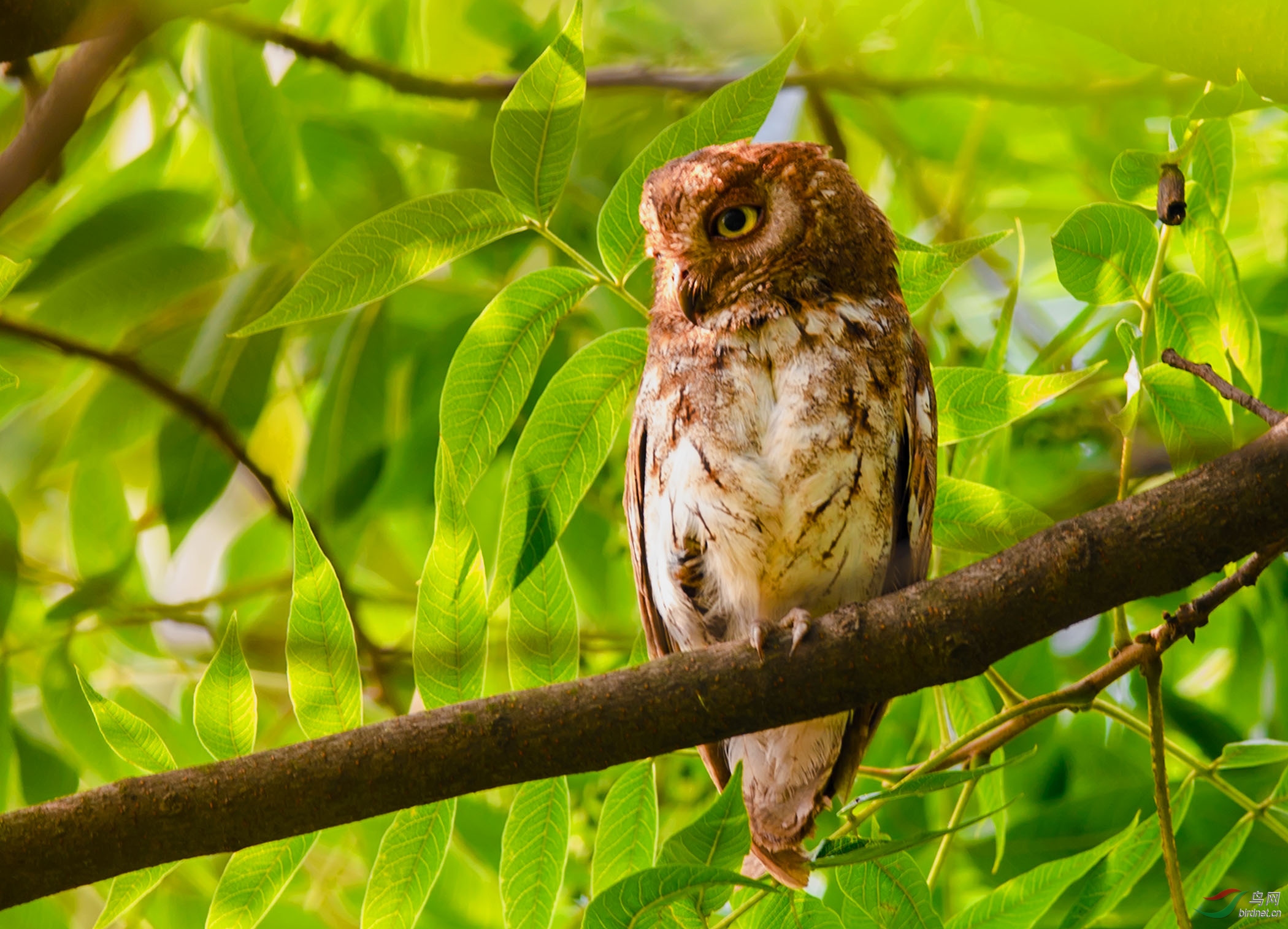 红角鸮(雌)