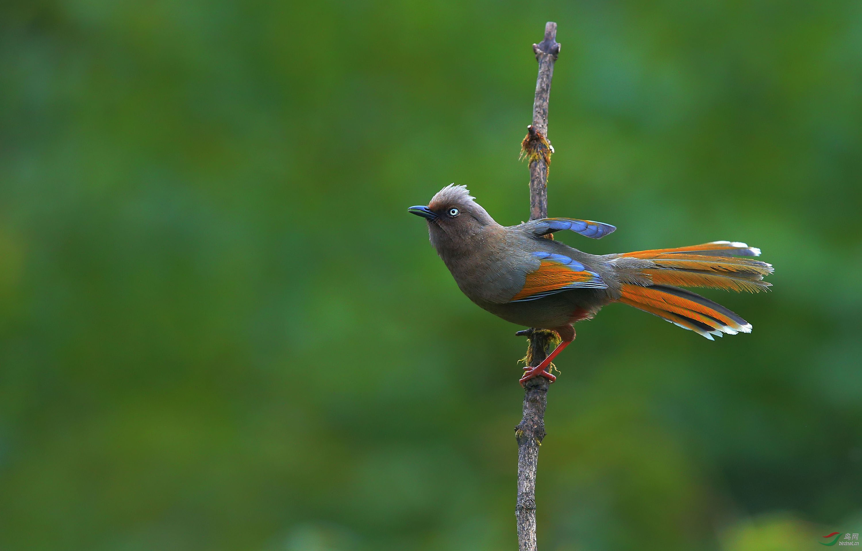 橙翅噪鶥金佛山拍