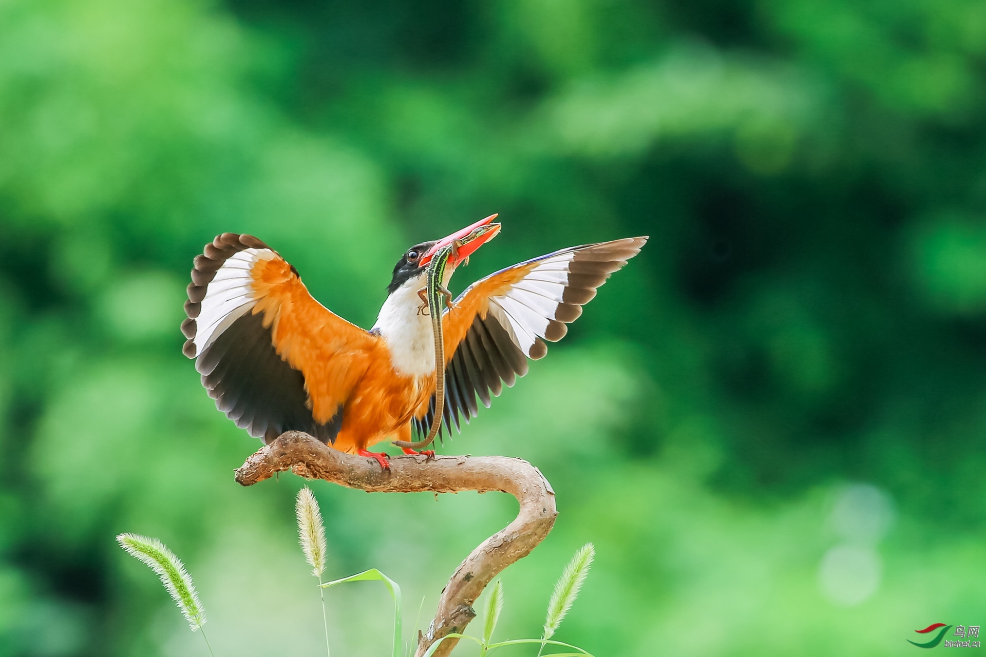2018年四川版获首页每日一图,鸟类精华集锦～下半年《之三》
