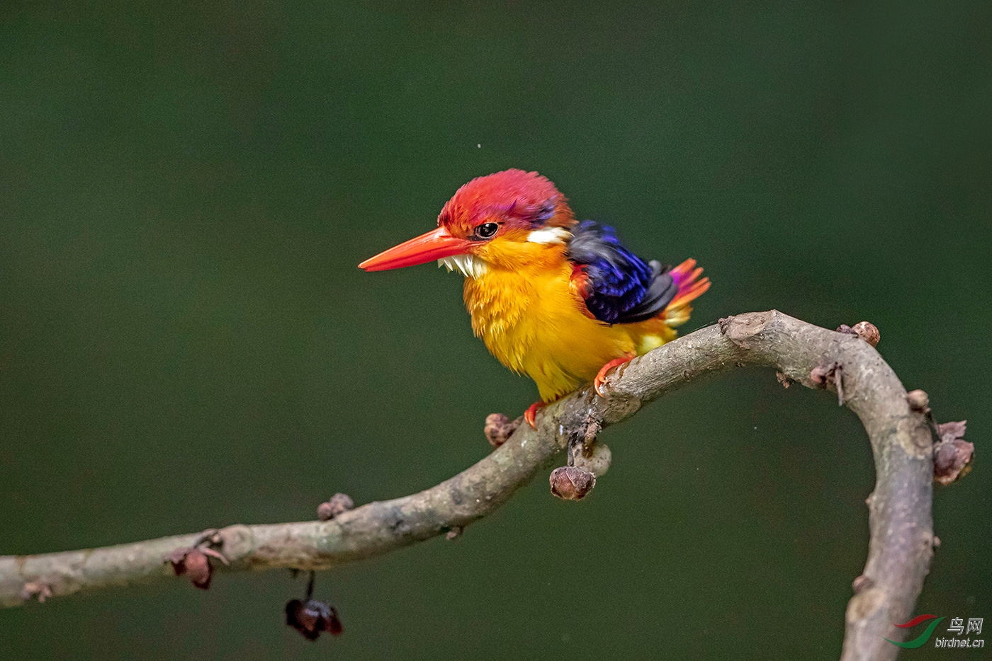 拍三趾翠鸟深感武器的重要性