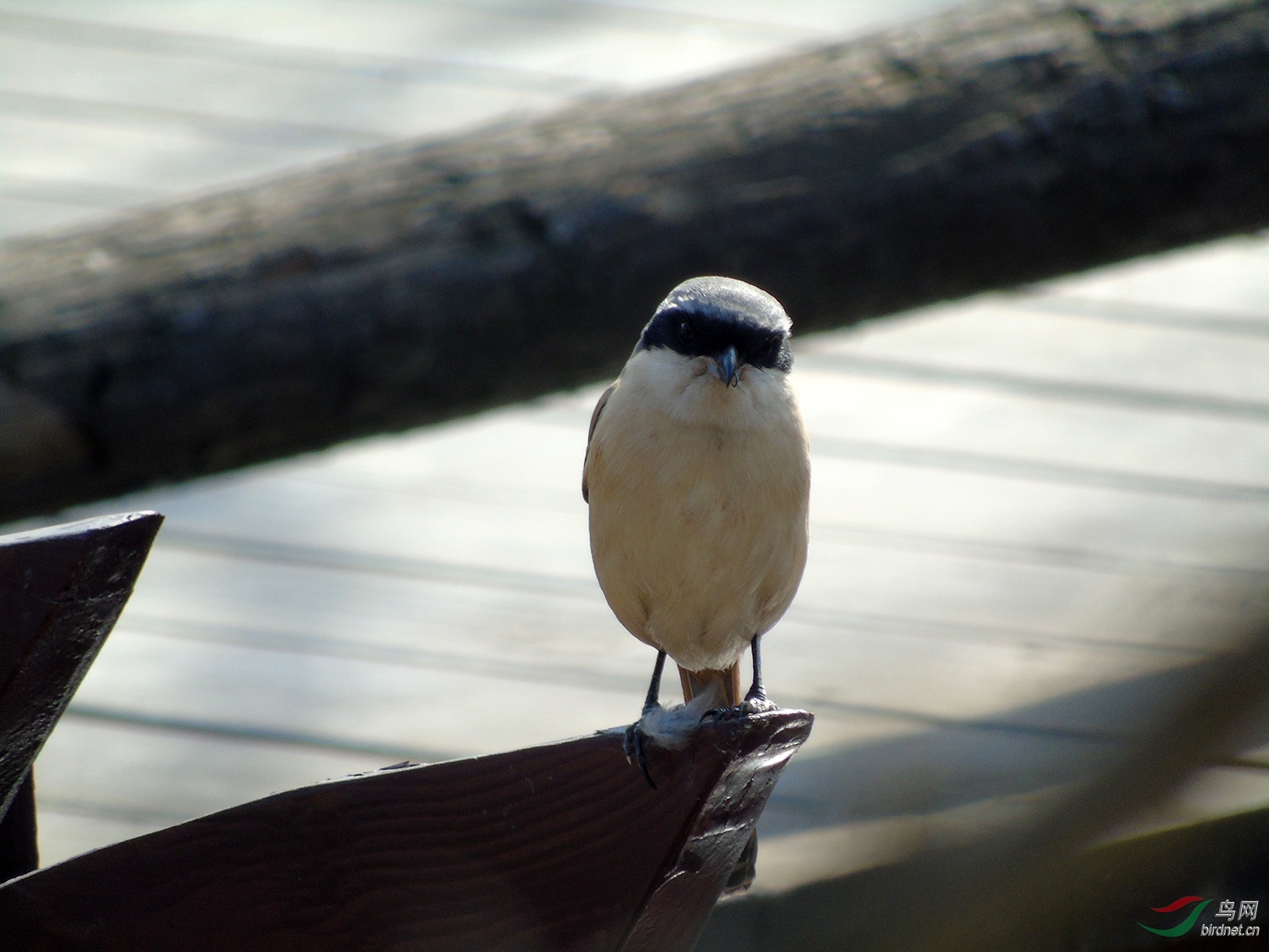 DSC01051.jpg