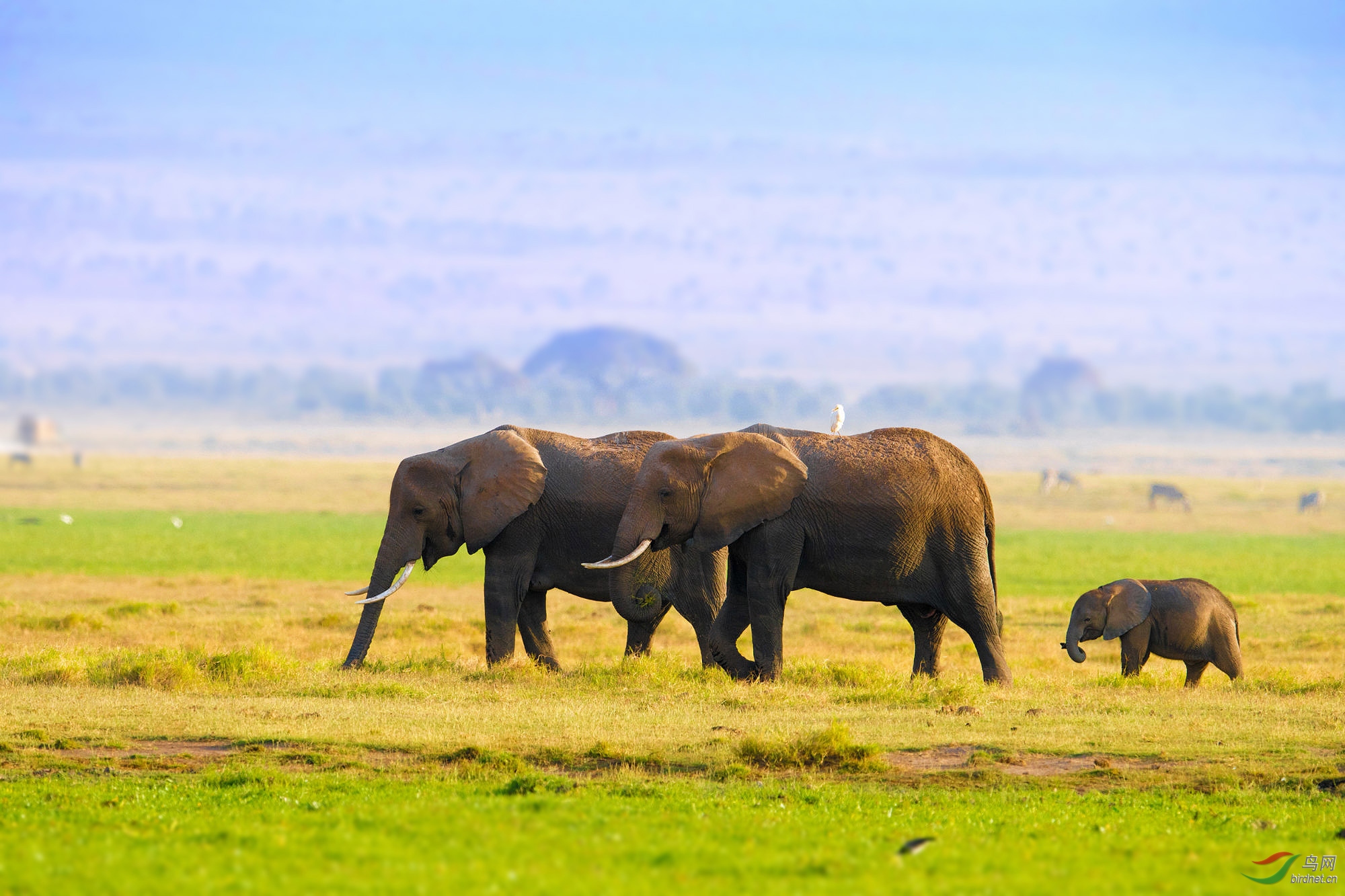 一家三口非洲大象拍摄于肯尼亚安博塞利国家公园
