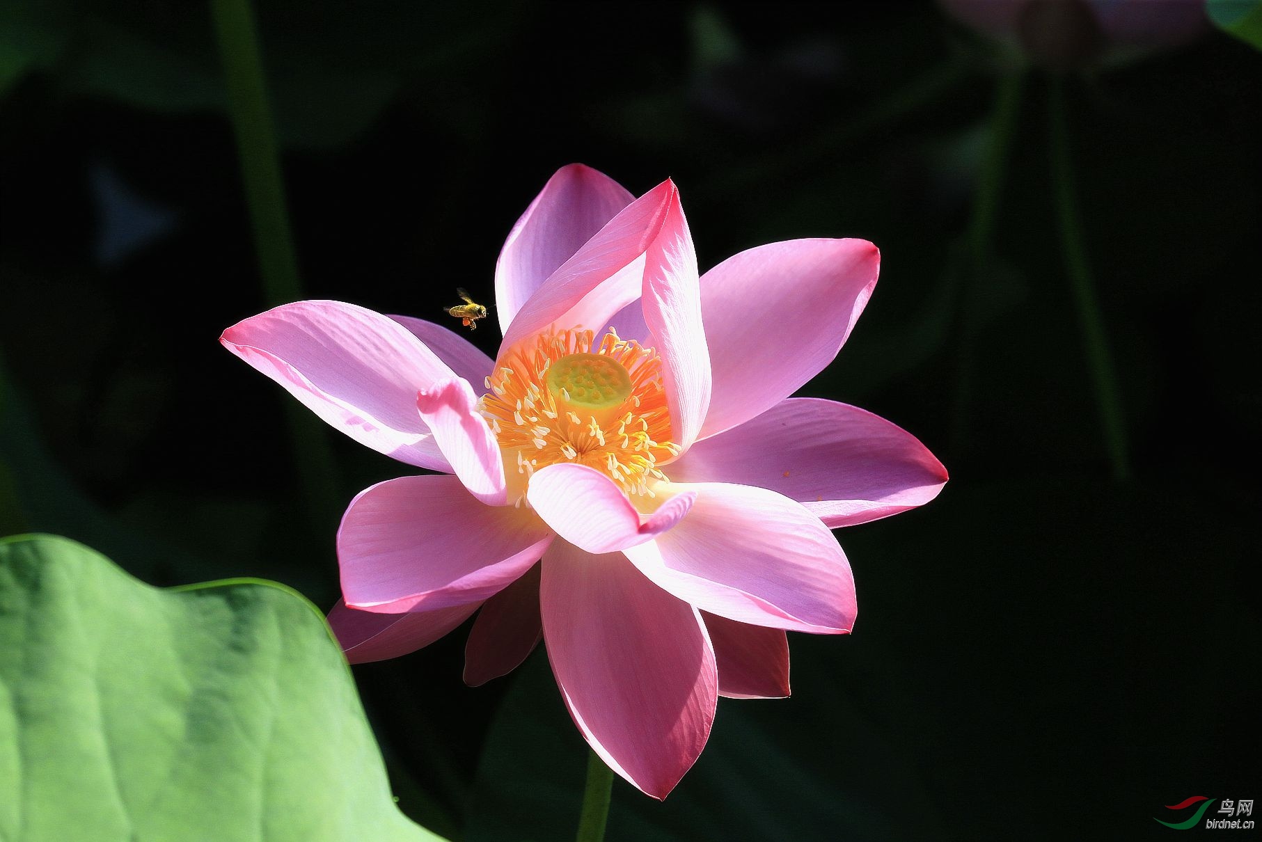 荷花 --- - 植物花卉版 鸟网