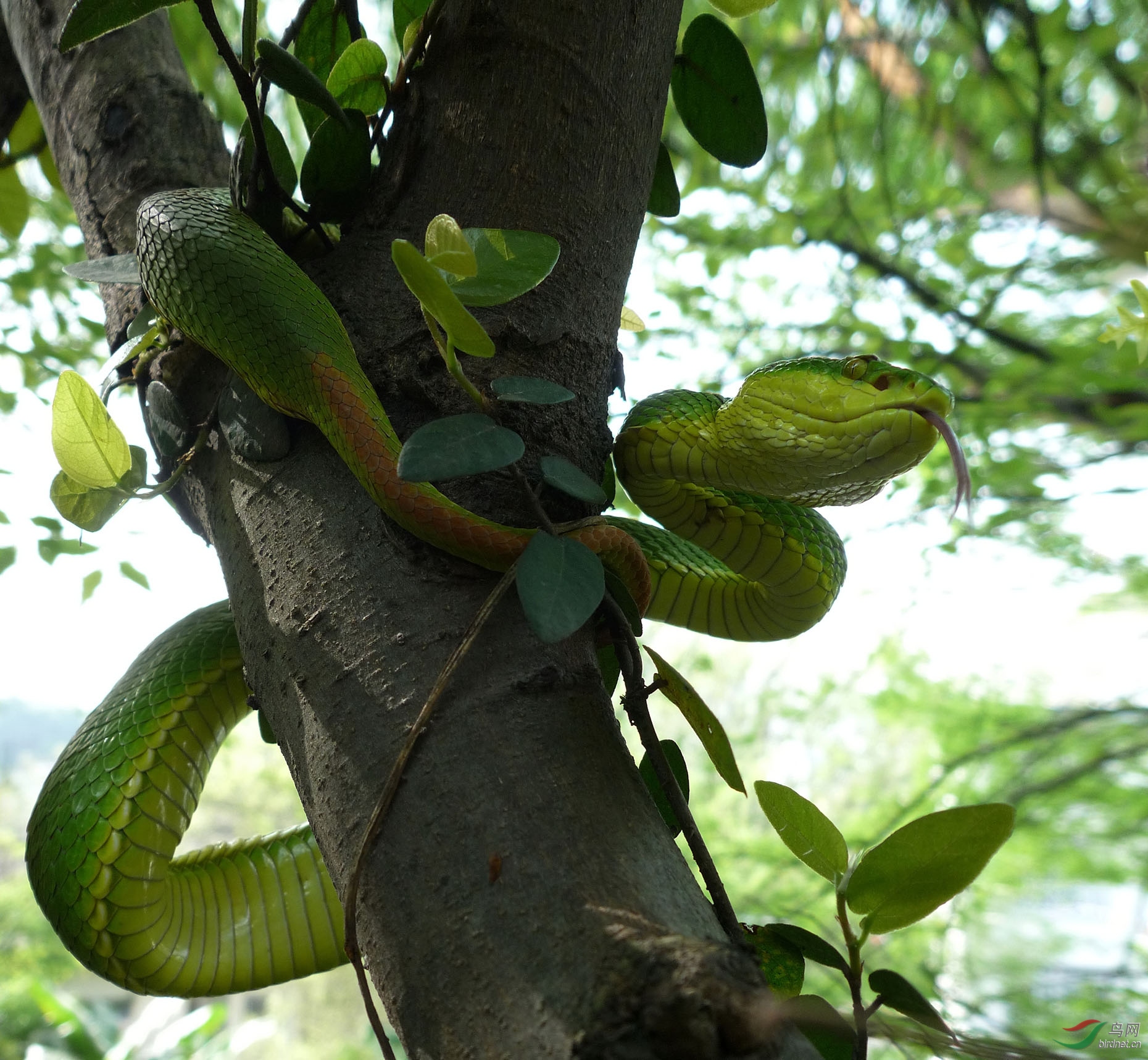 竹叶青绿蛇图片