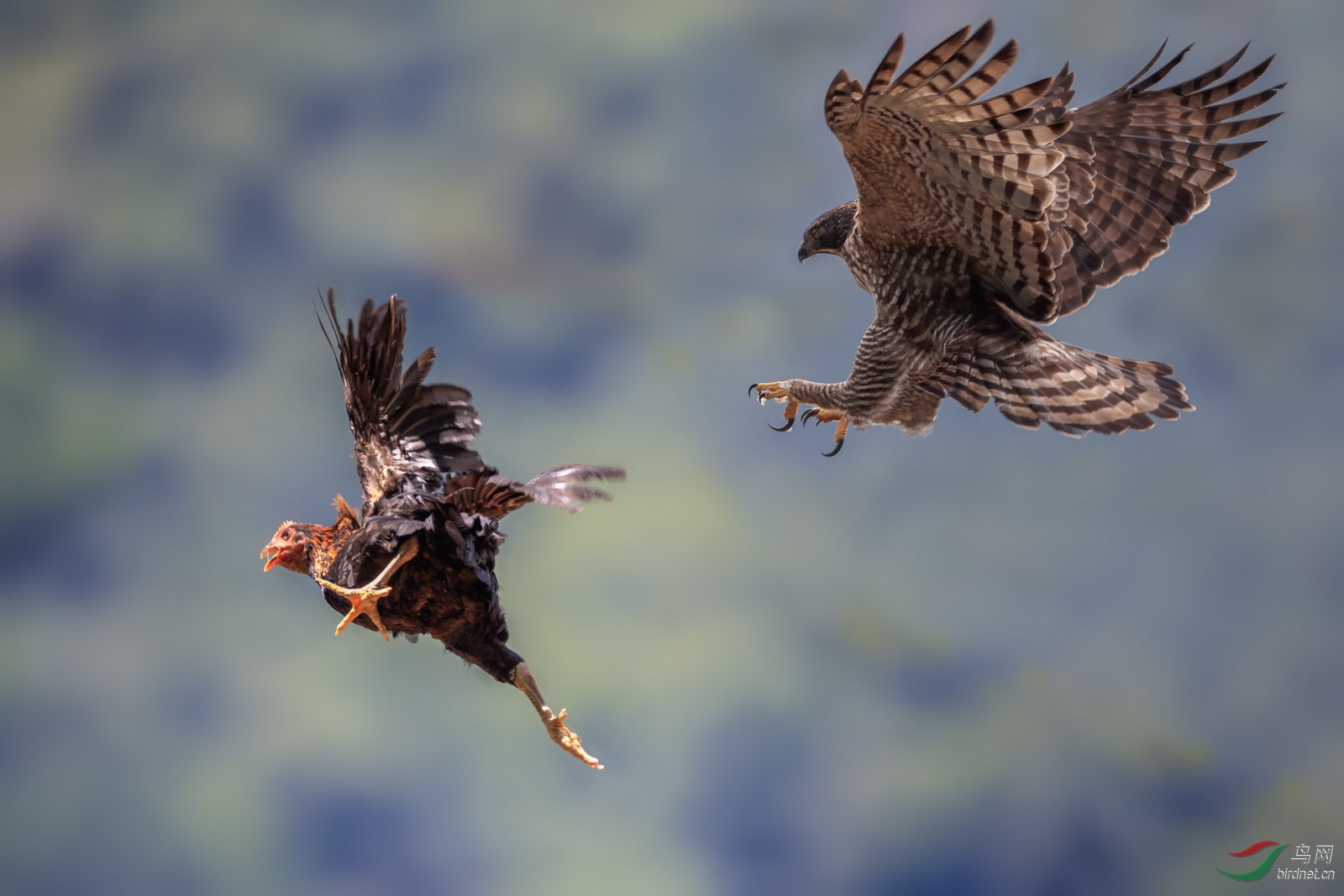 老鹰捉鸡 - 江西版 jiangxi 鸟网