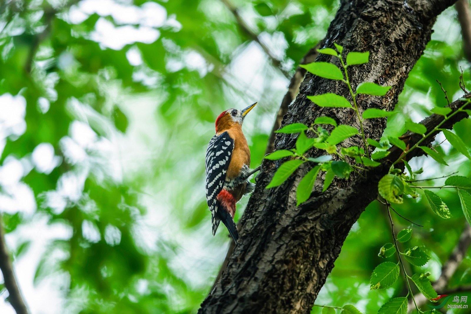 病树逢春(棕腹啄木鸟)