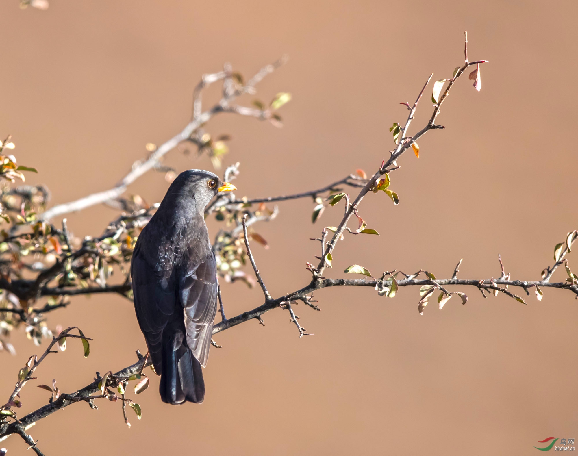西藏神鸟红嘴乌鸦