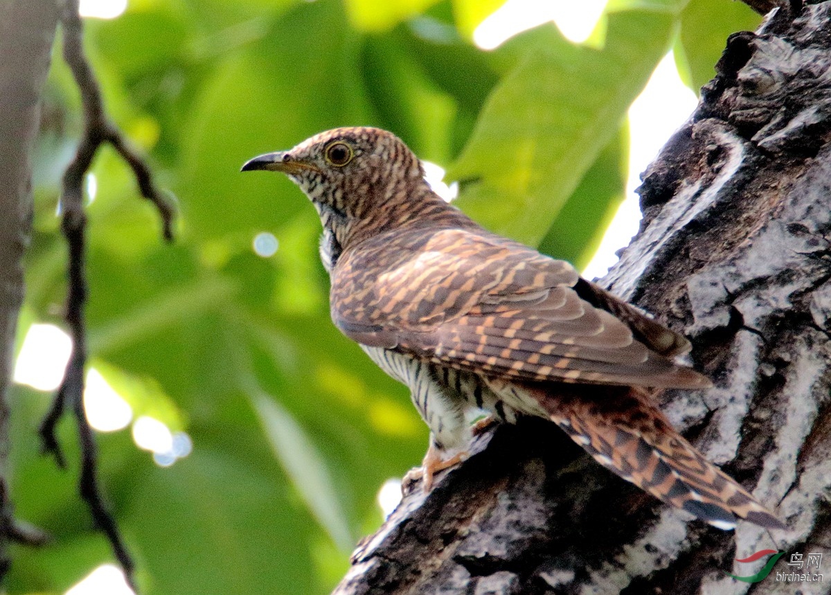 大杜鹃 - 湖北版 hubei 鸟网
