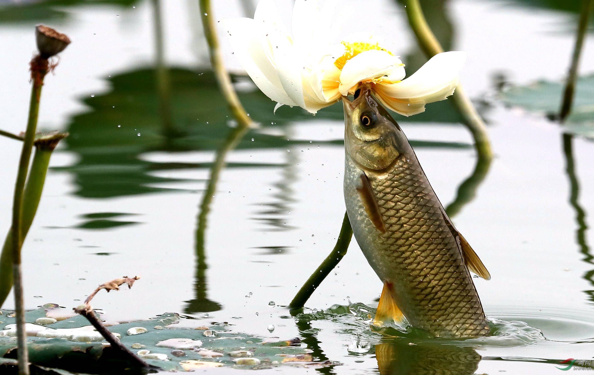 罕见鱼吃花