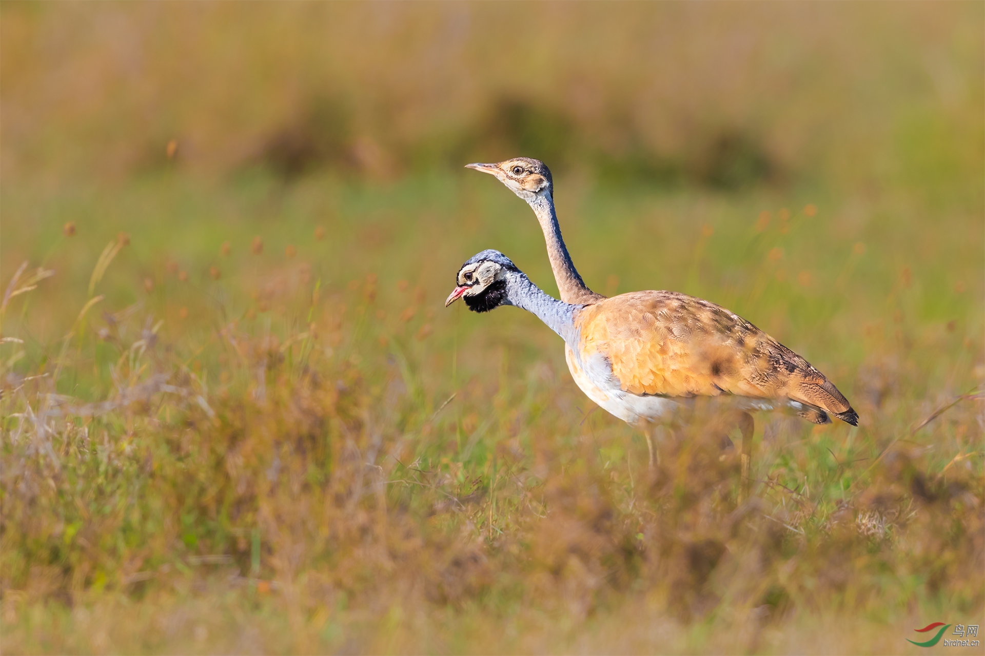 夫妻合体白腹鸨