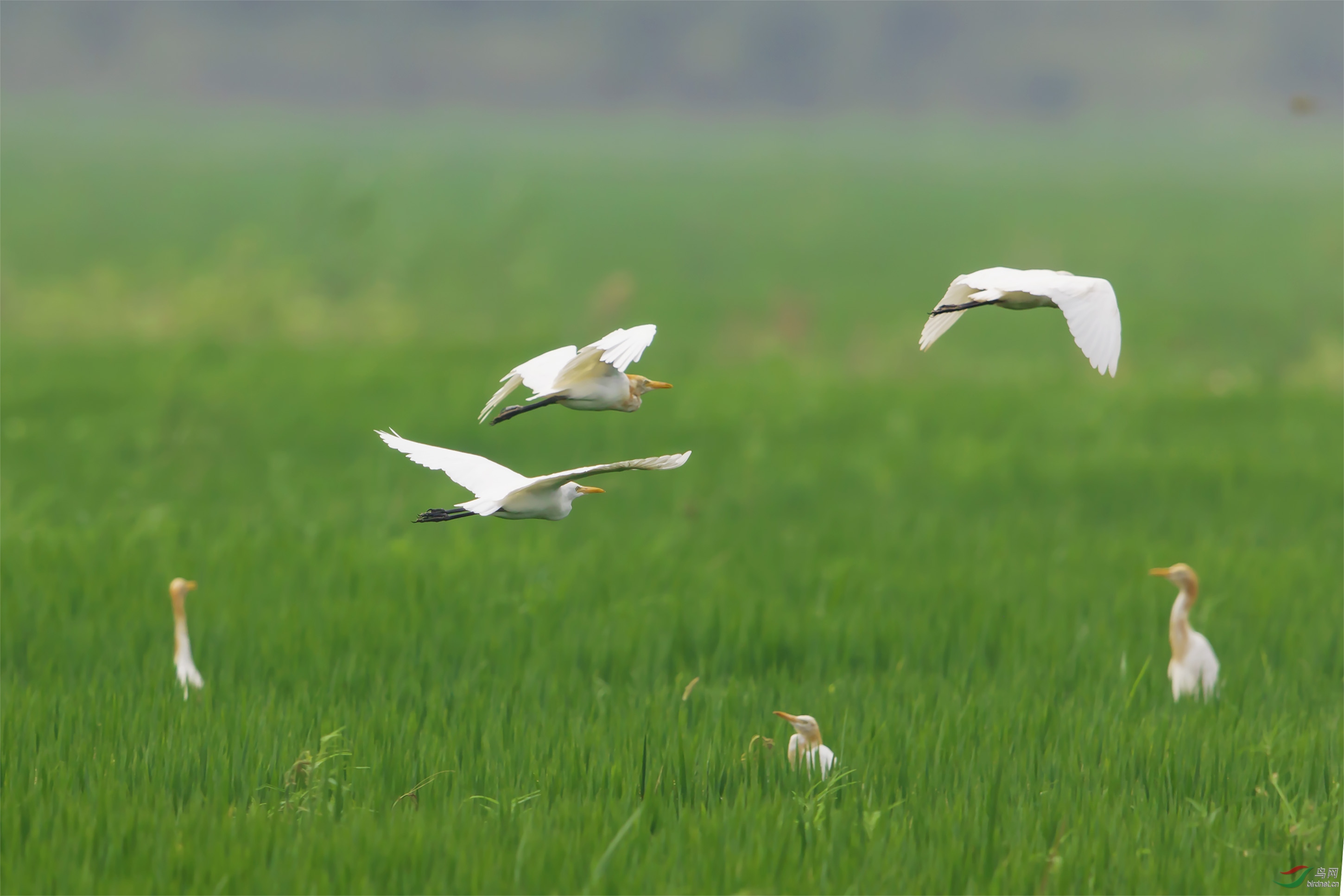 稻田惊飞牛背鹭