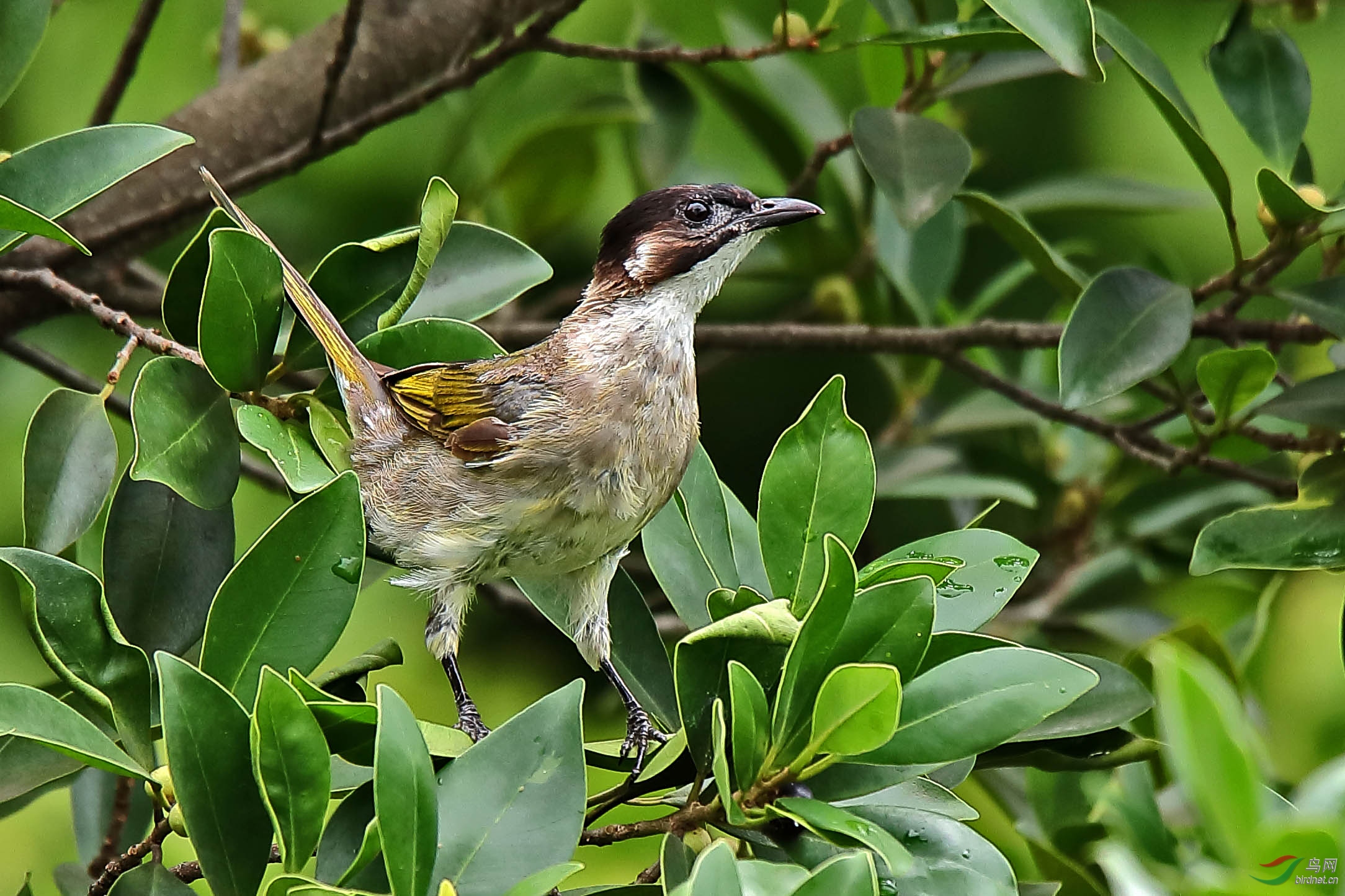 一组呆萌的黑头鹎.