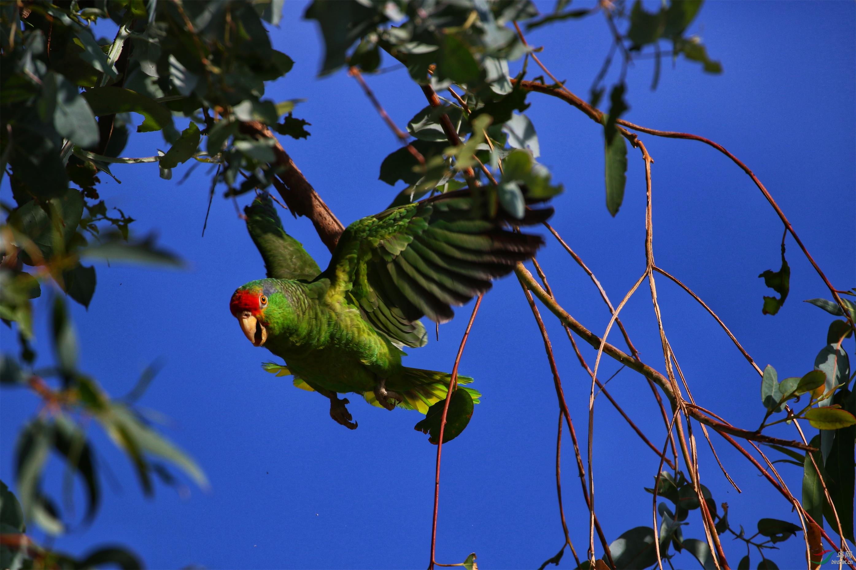 红额亚马孙鹦鹉