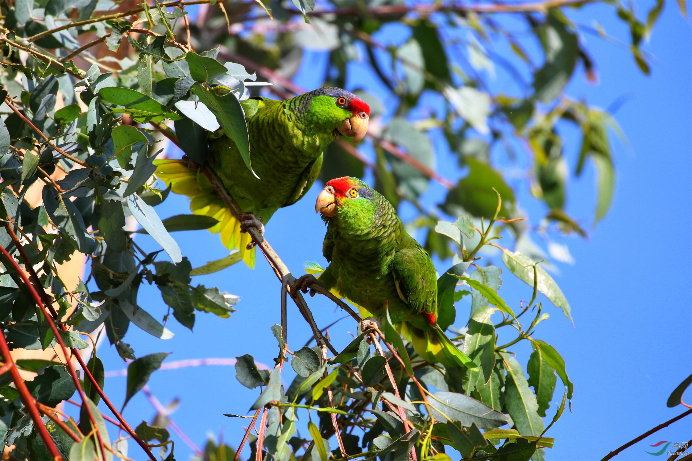 红额亚马孙鹦鹉