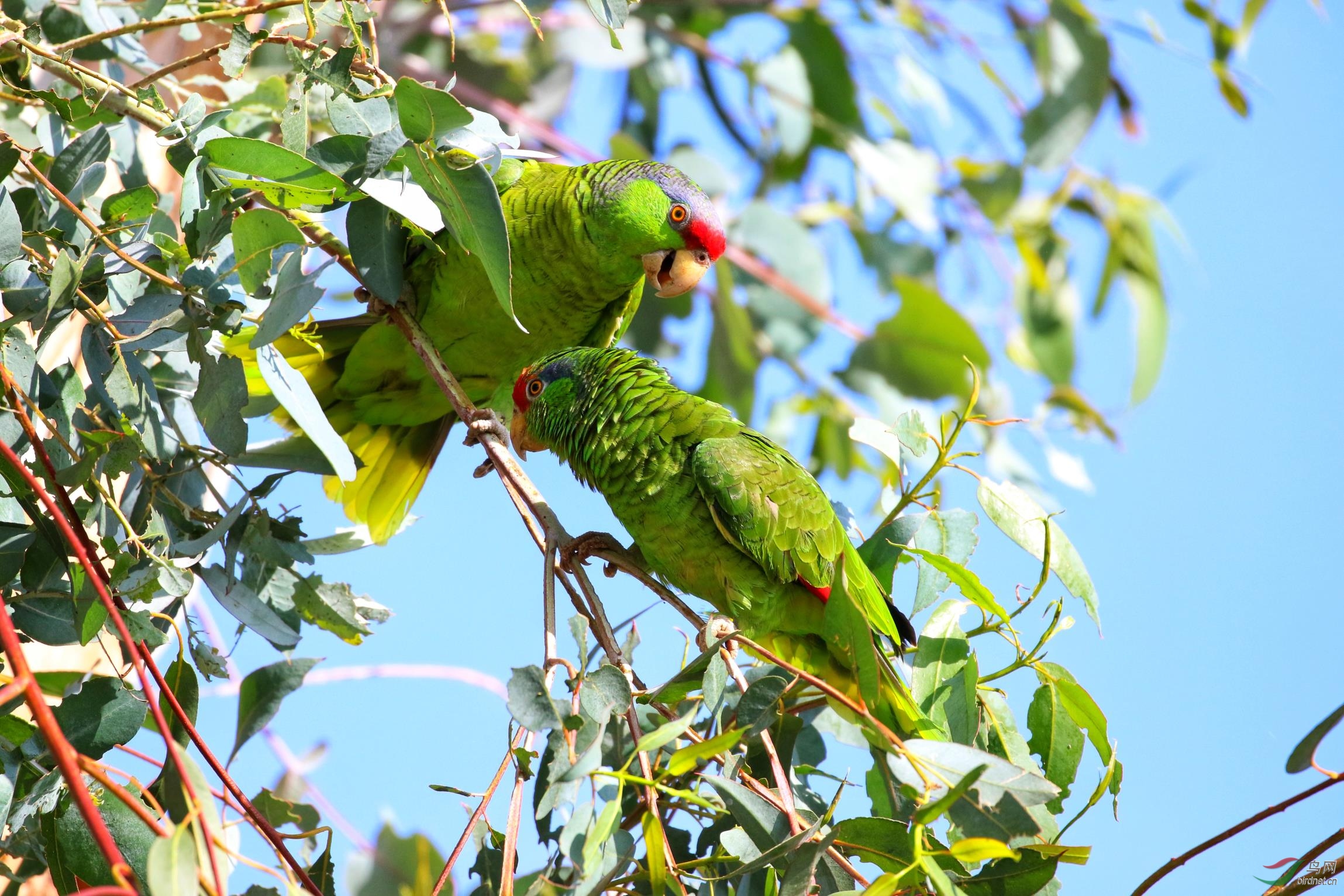 红额亚马孙鹦鹉