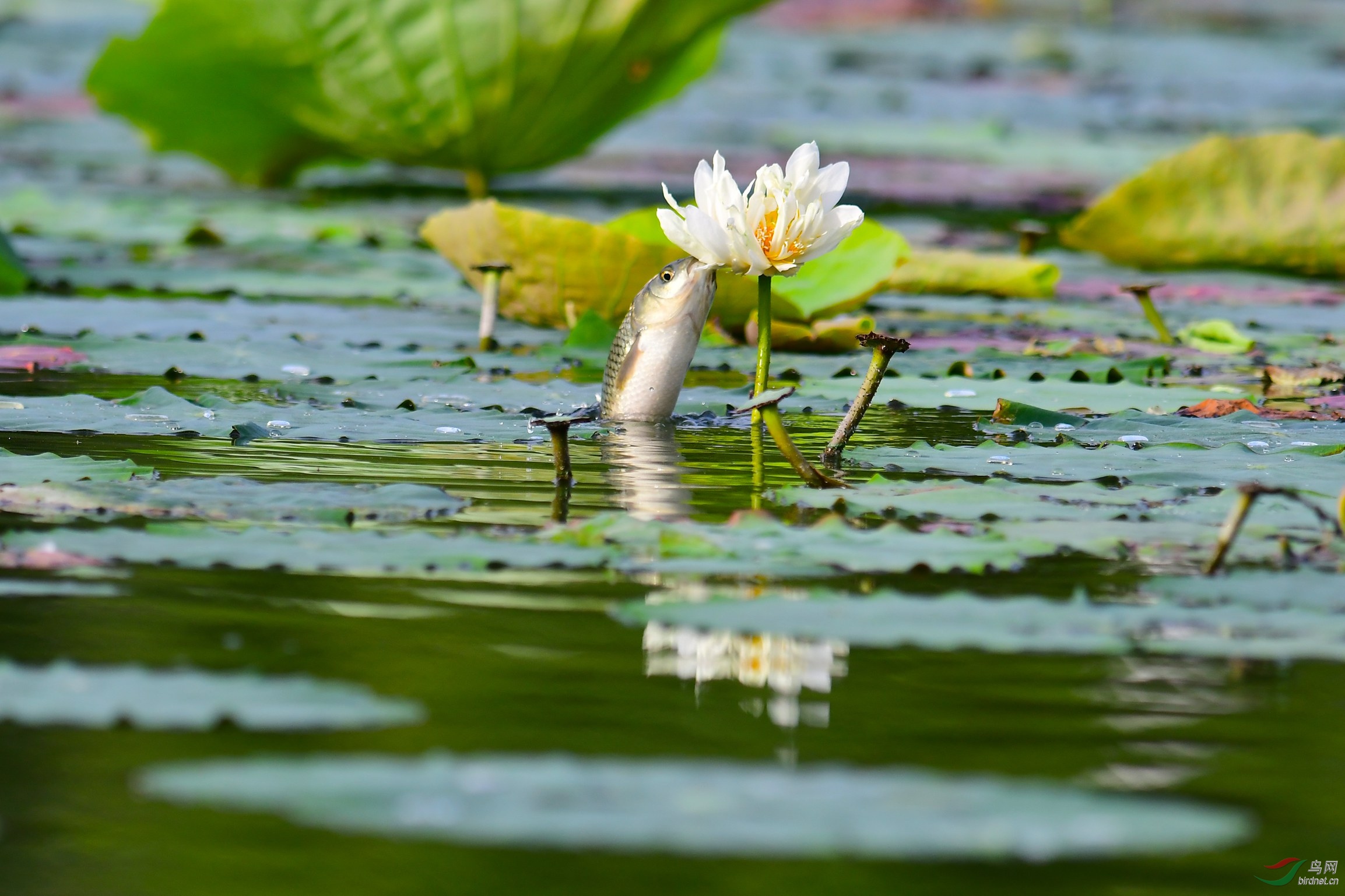 草鱼吃荷花