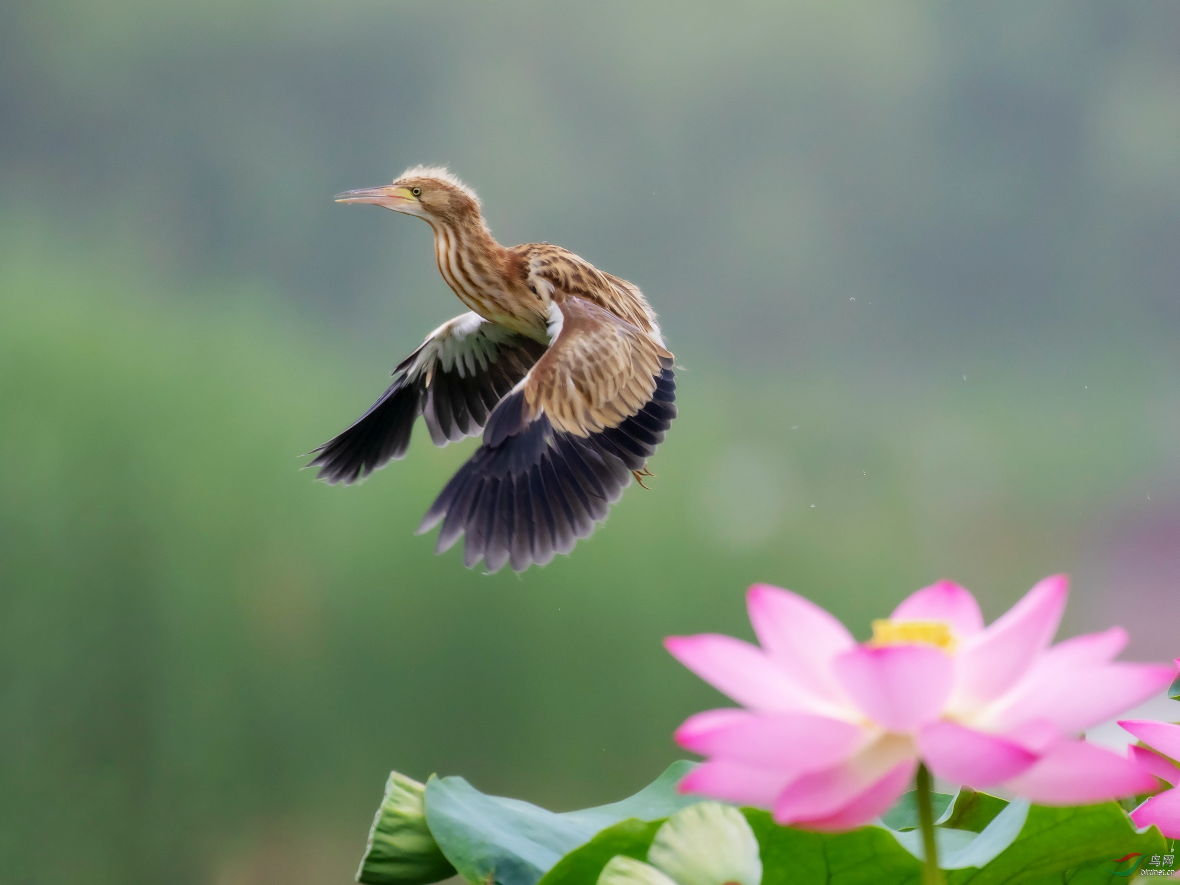 荷塘飞鸟黄苇鳽