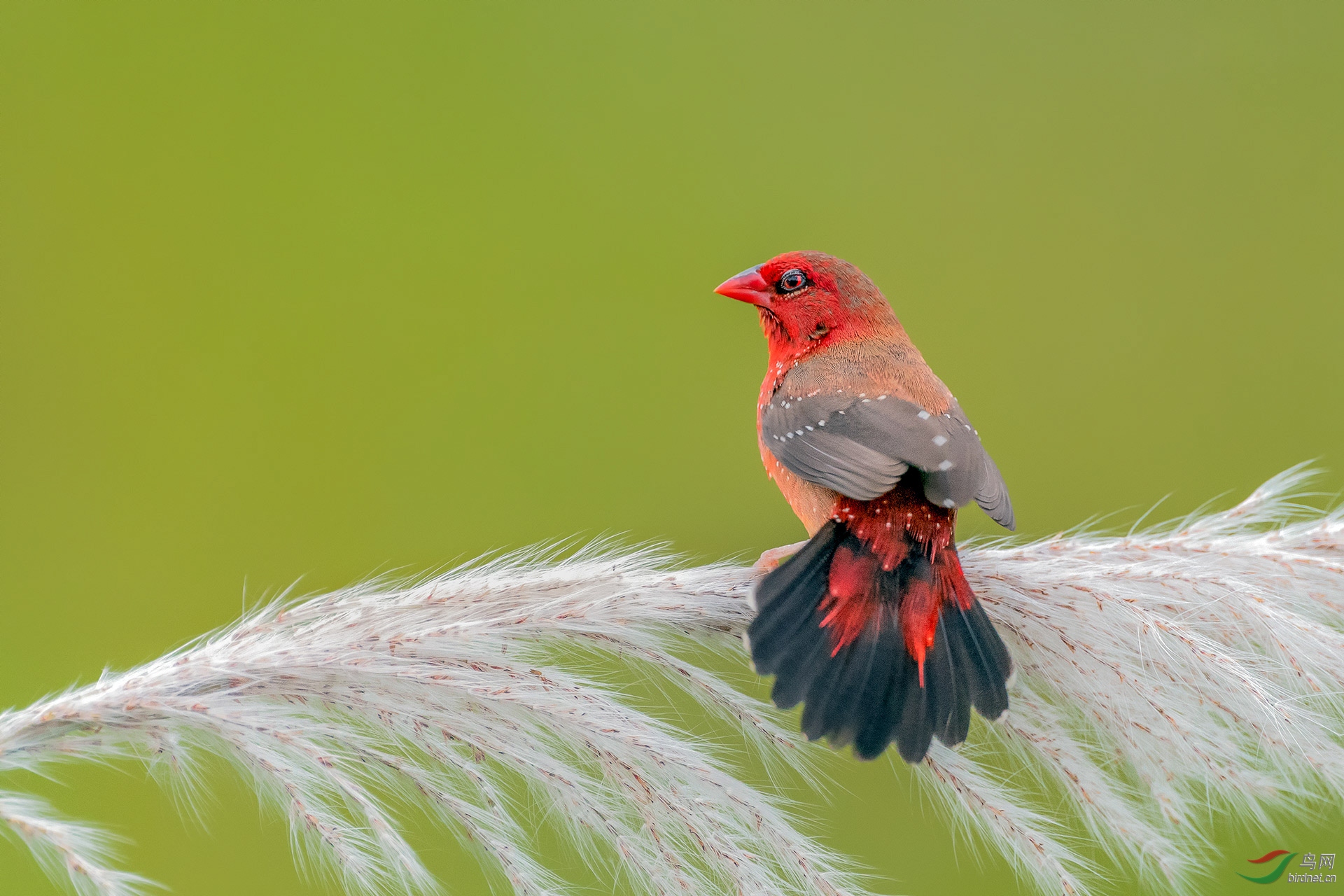 红梅花雀【恭贺老师荣获首页精华】