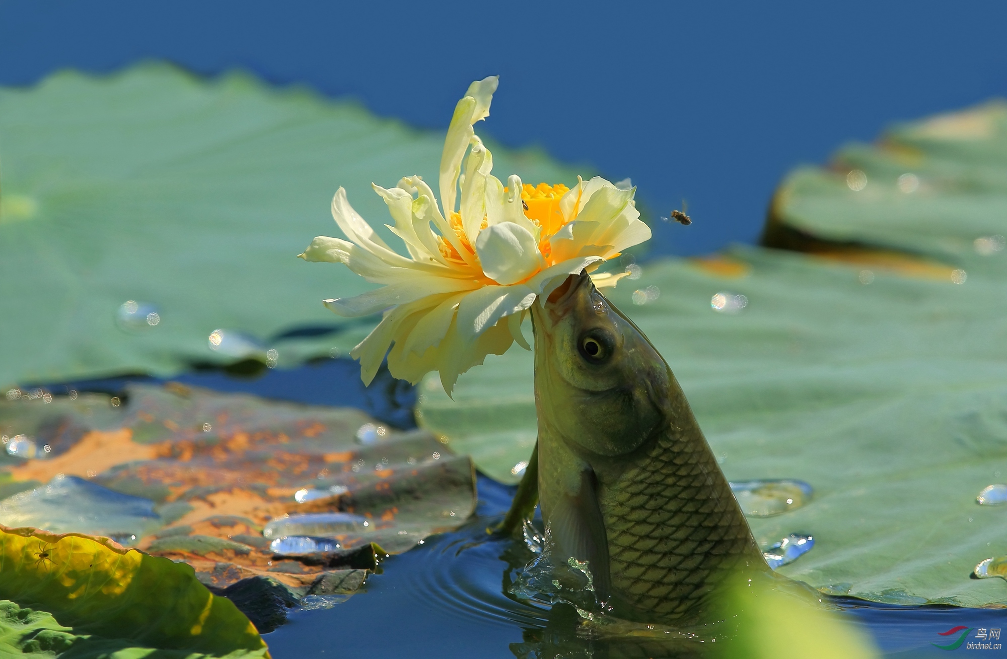 口吐莲花佛主在上