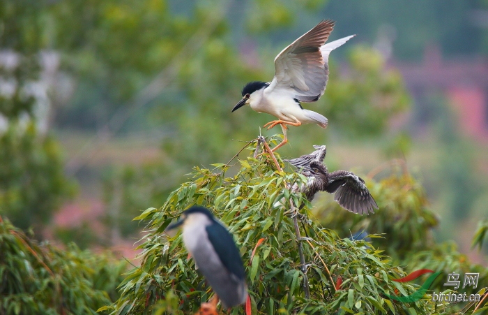夜鹭6 - 山西版 shanxi 鸟网