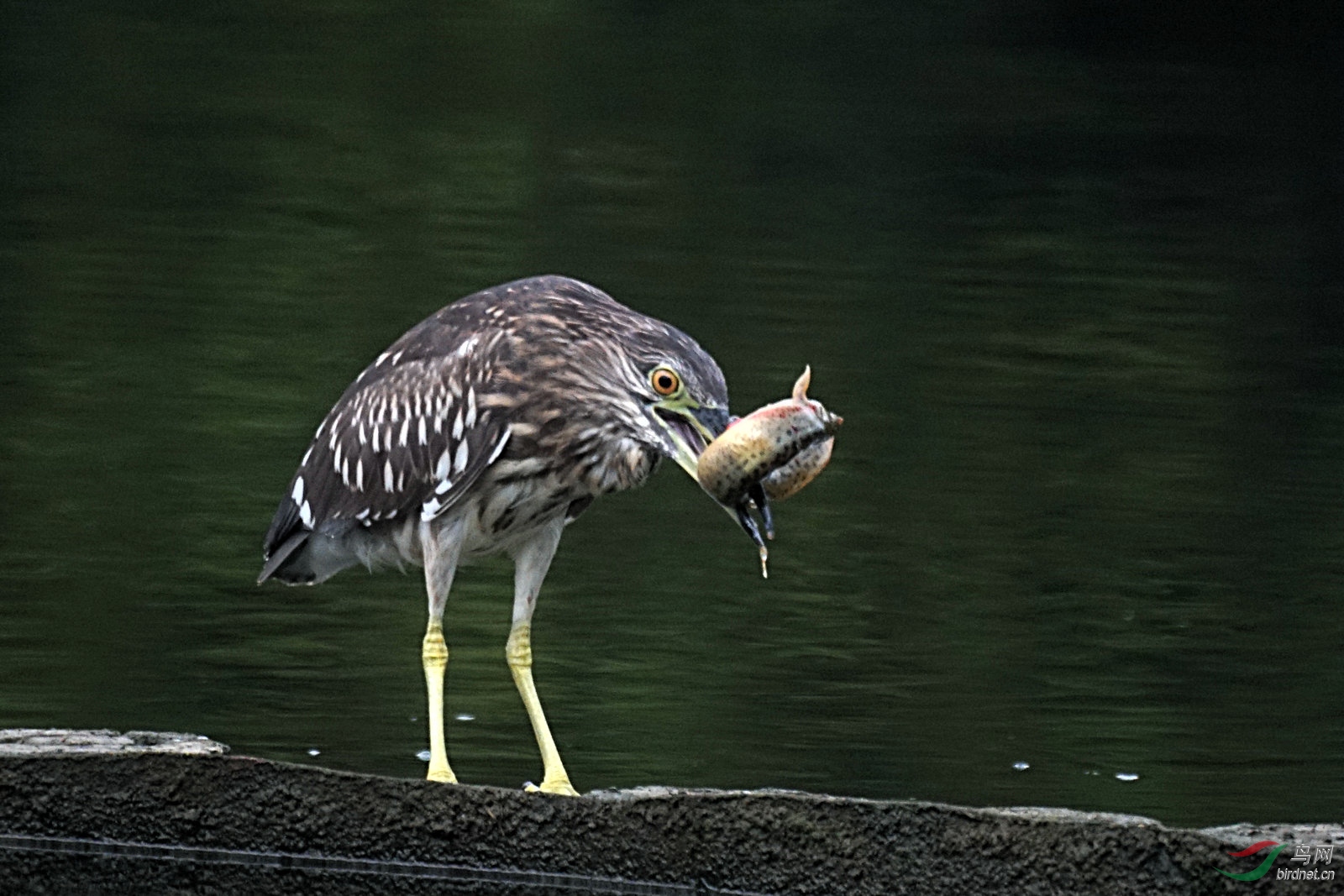 夜鹭吃泥鳅